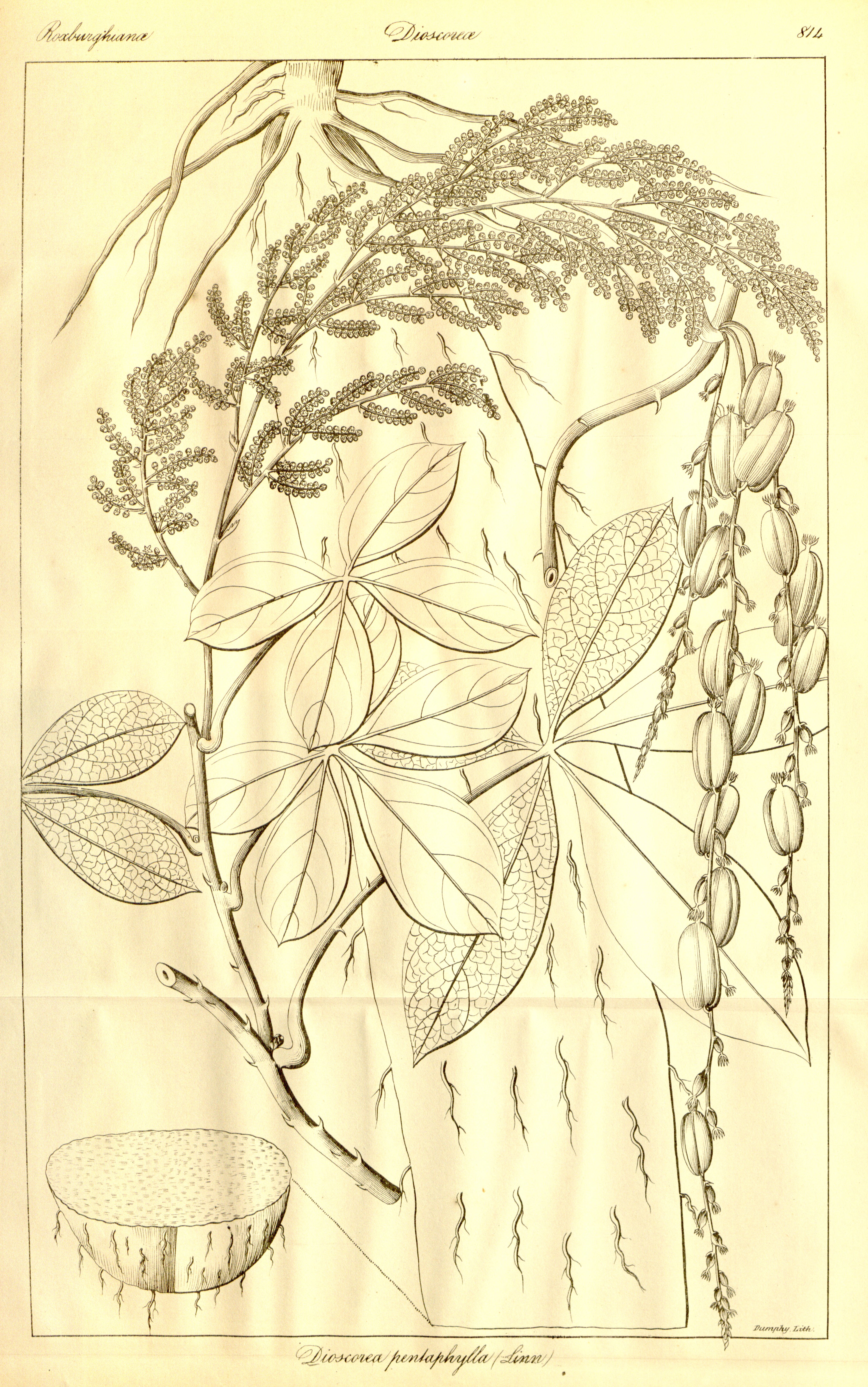 no full size  illustration available (3a)