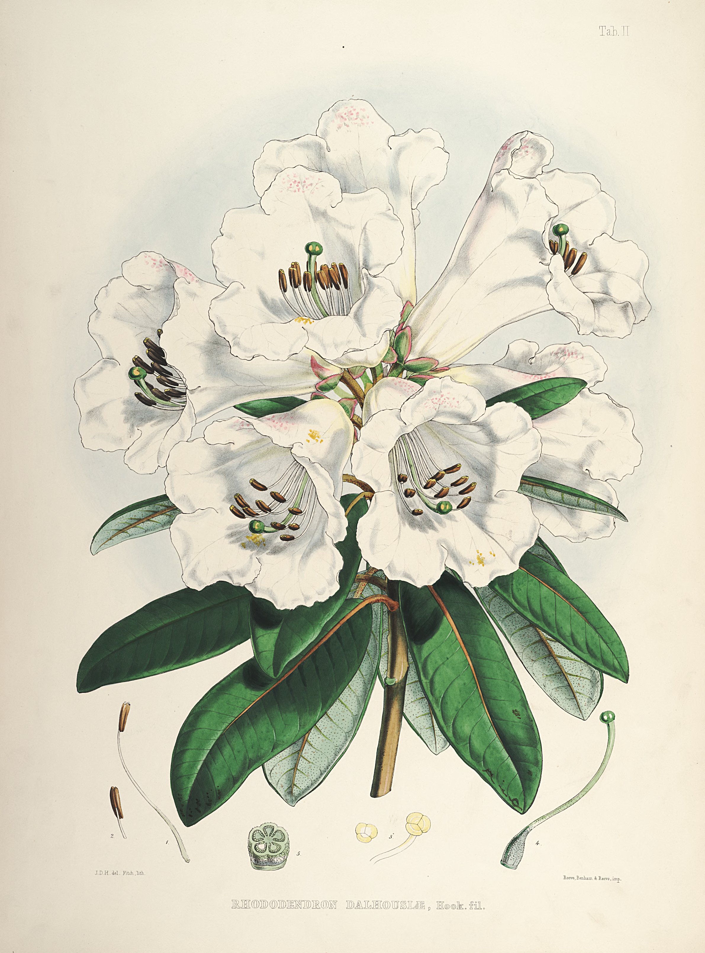 no full size  illustration available (3a)