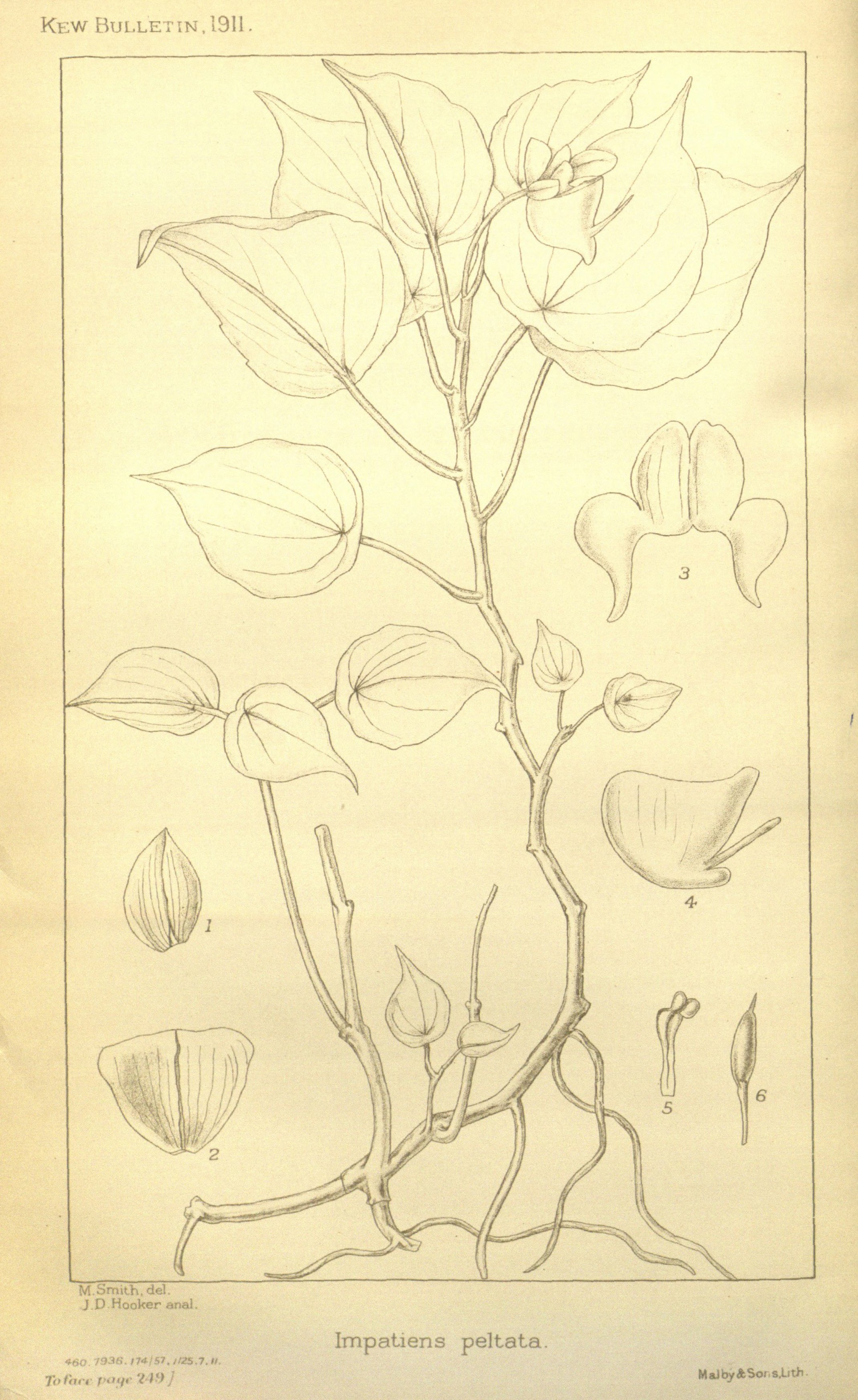 no full size  illustration available (3a)