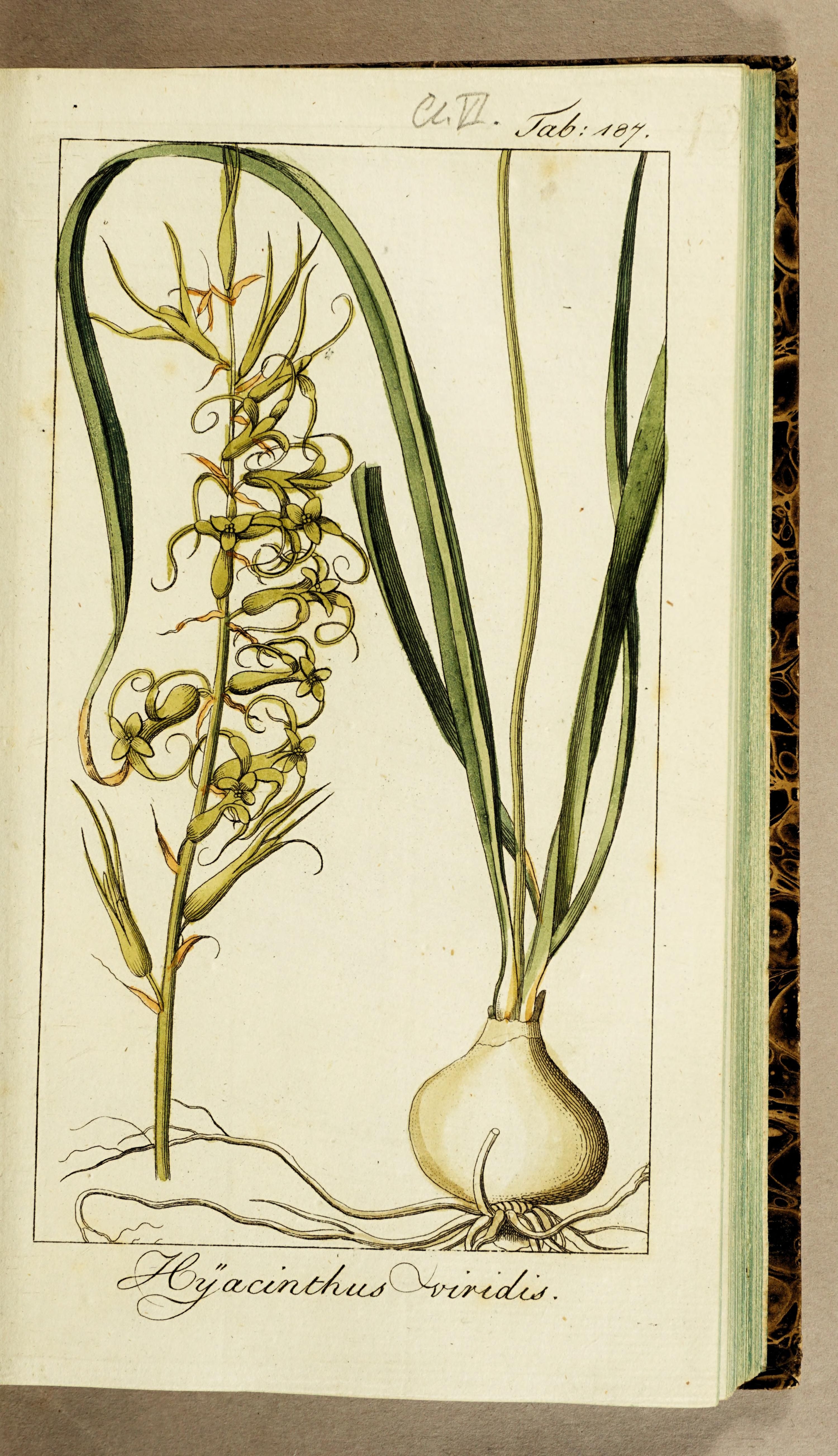 no full size  illustration available (3a)