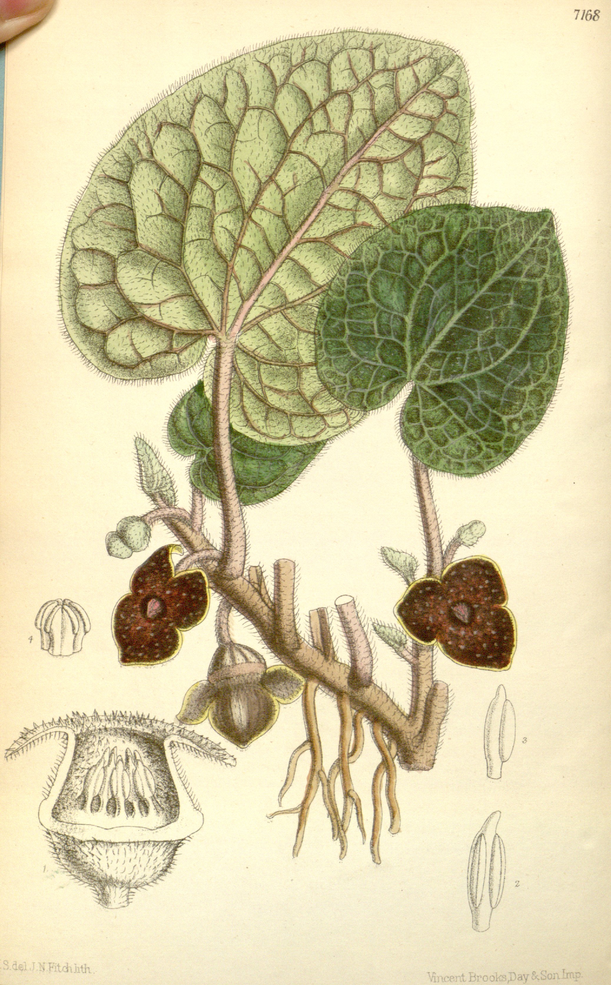 no full size  illustration available (3a)