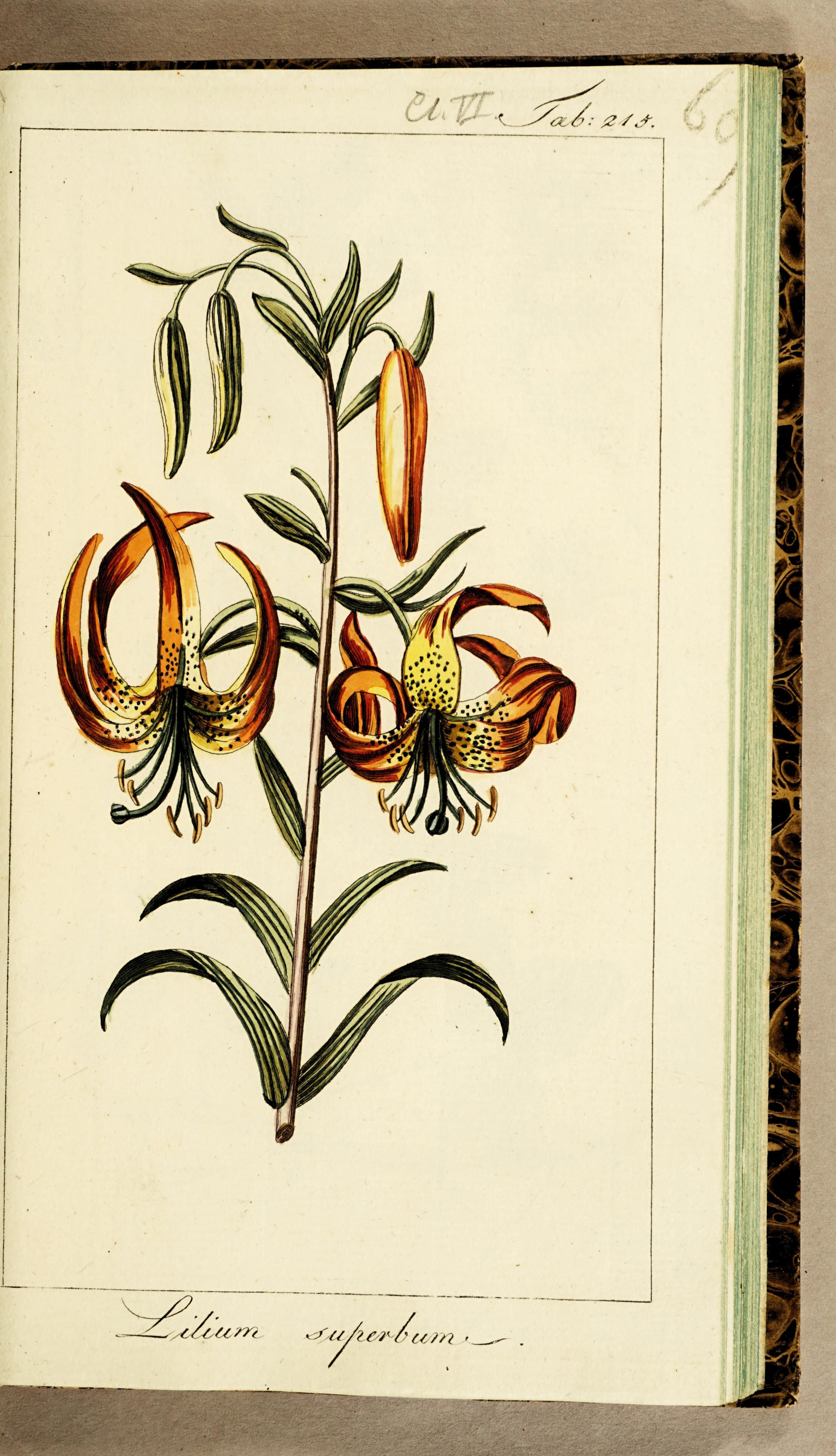 no full size  illustration available (3a)