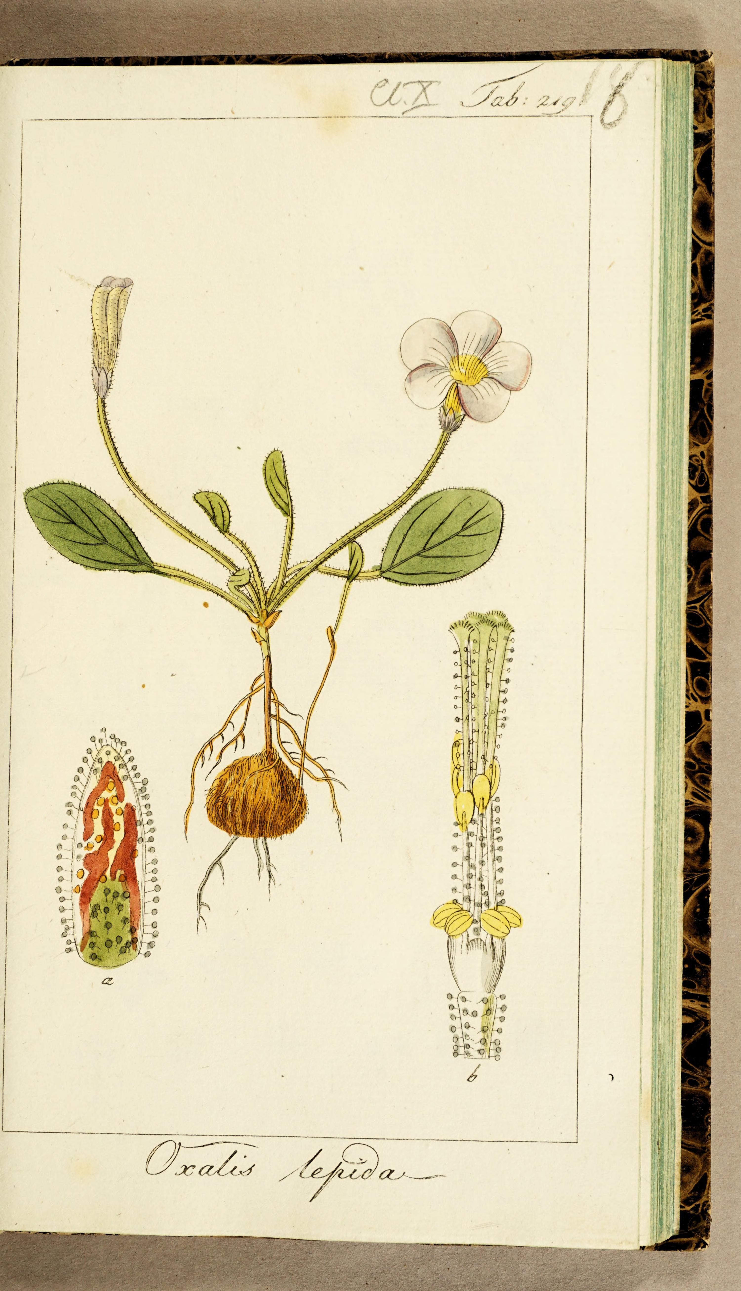 no full size  illustration available (3a)