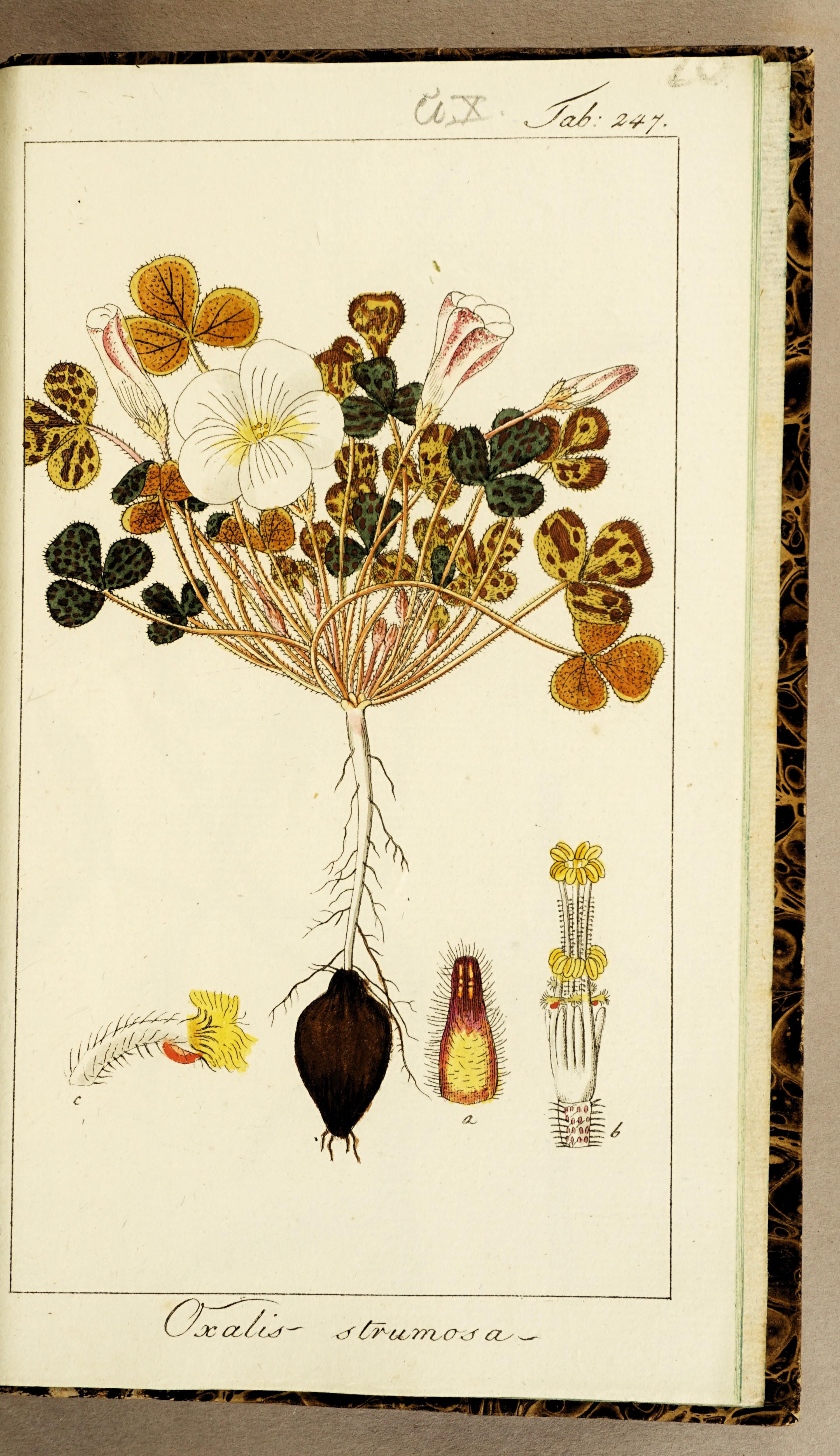 no full size  illustration available (3a)