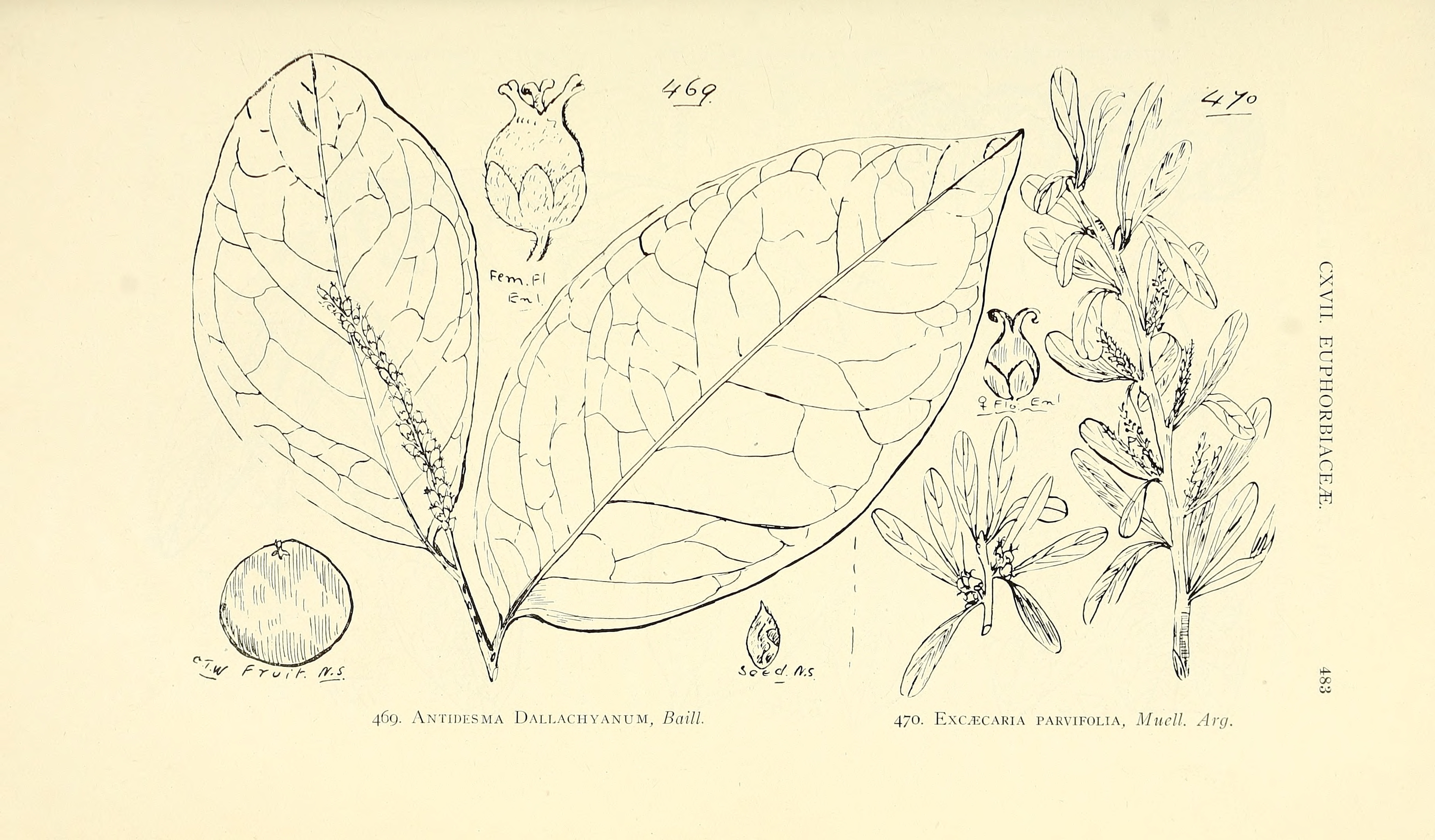 no full size  illustration available (3a)