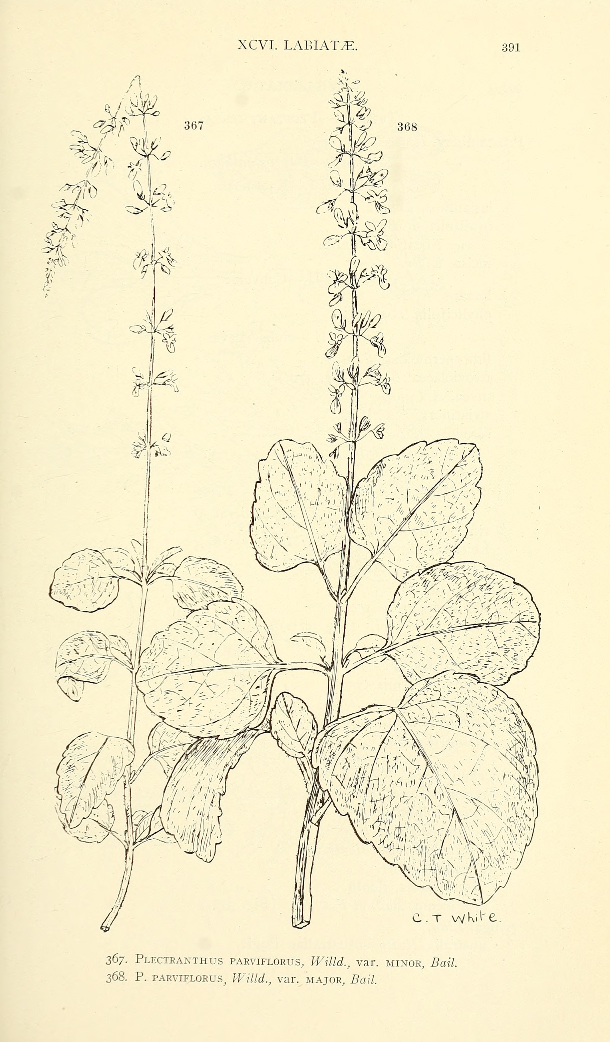 no full size  illustration available (3a)