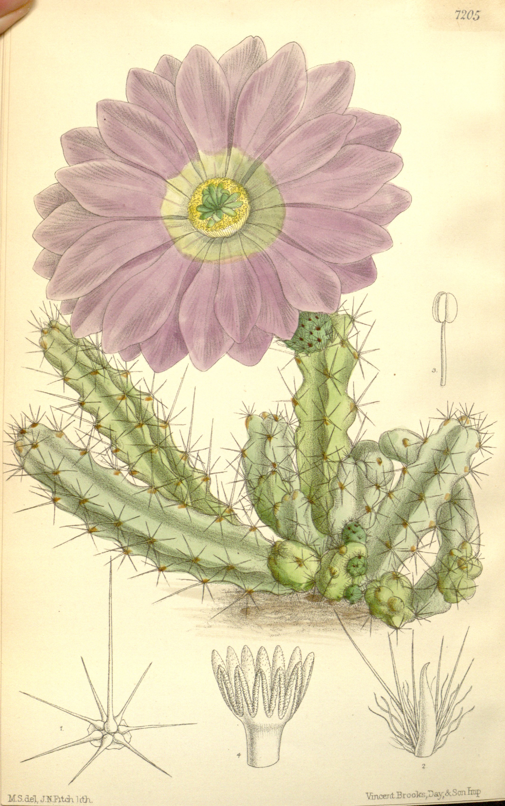 no full size  illustration available (3a)