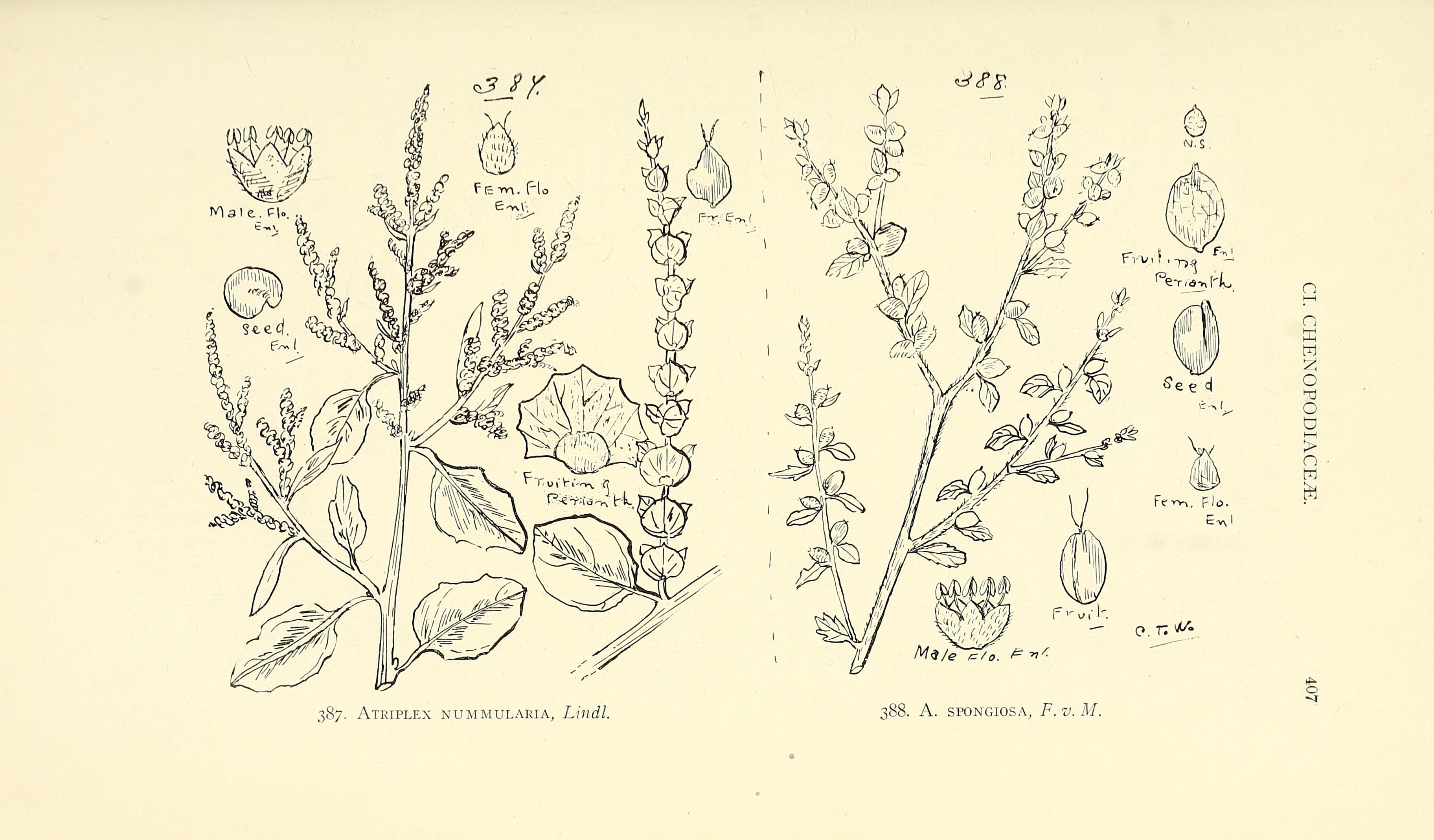 no full size  illustration available (3a)