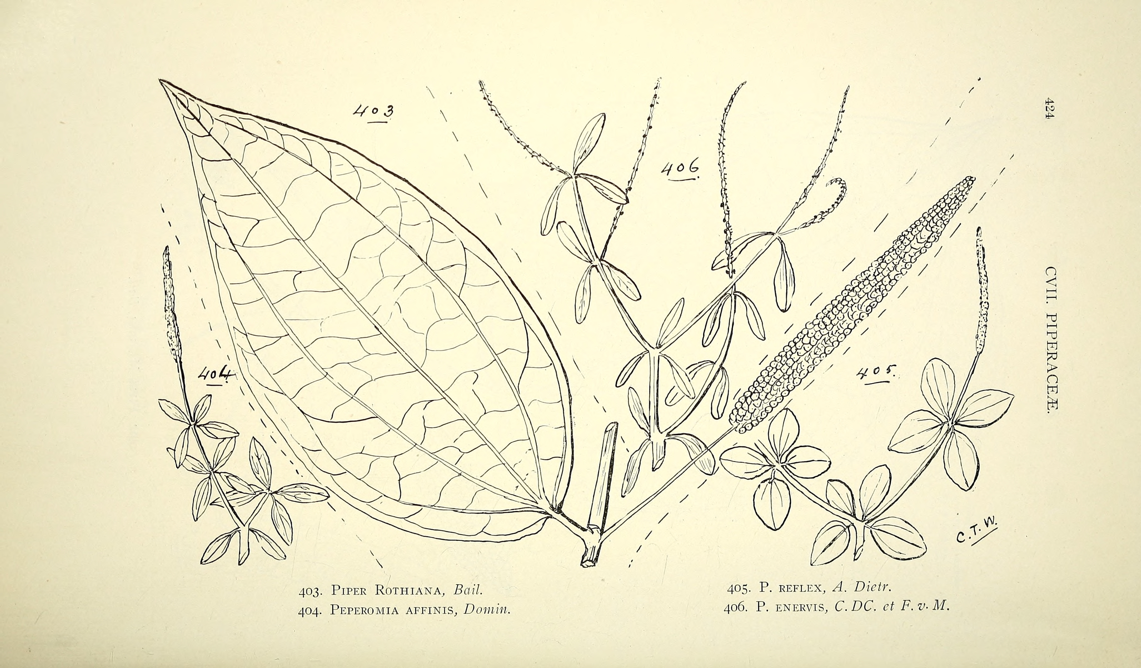 no full size  illustration available (3a)