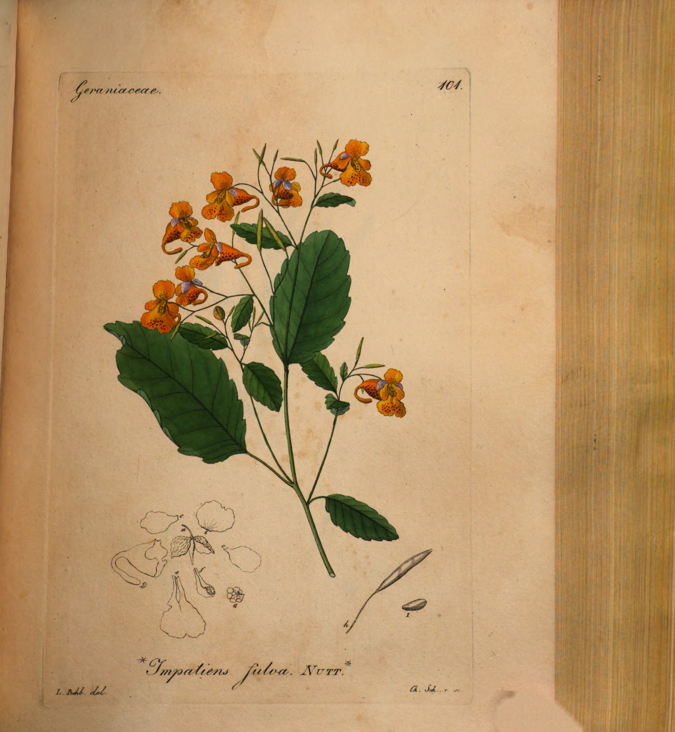 no full size  illustration available (3a)