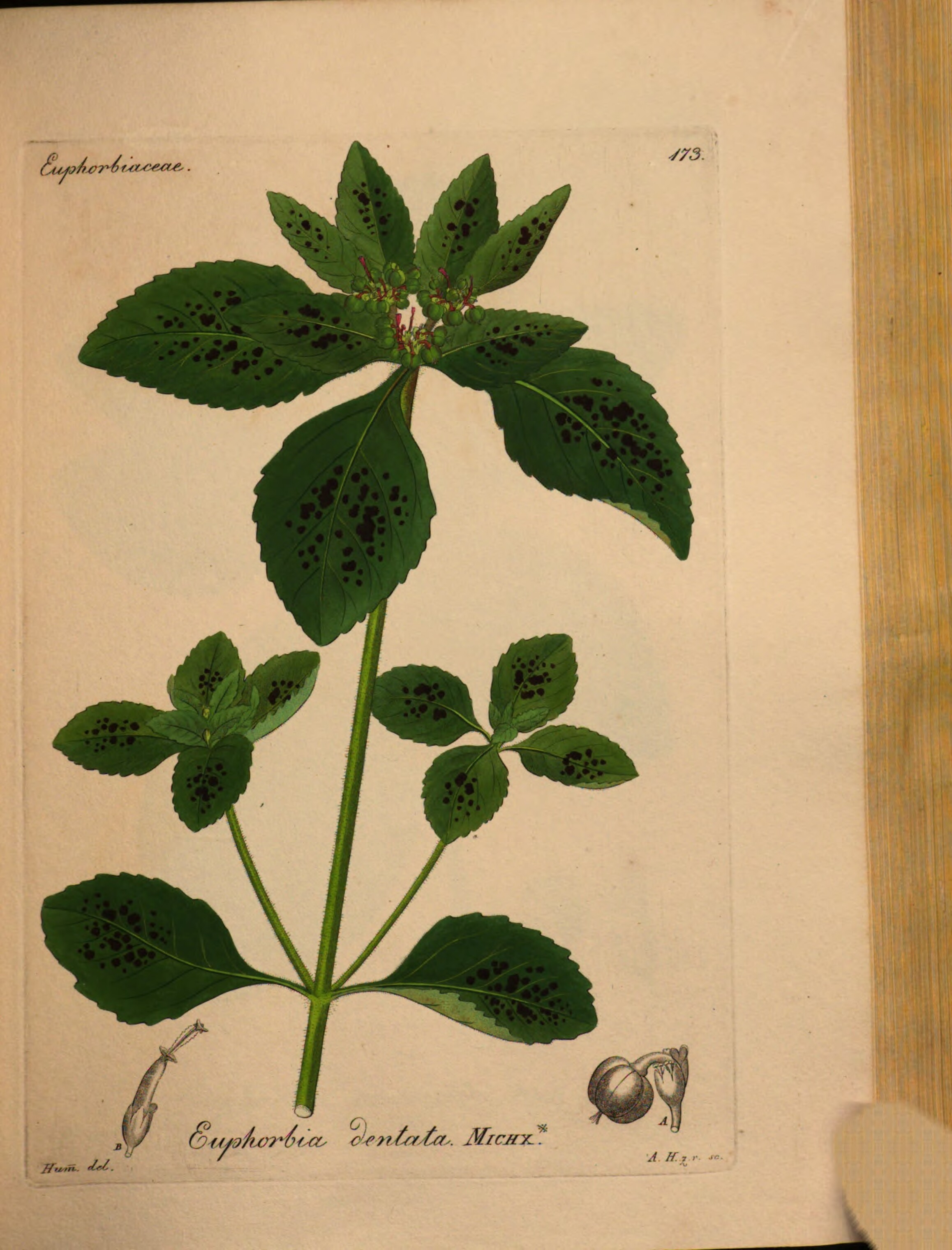 no full size  illustration available (3a)