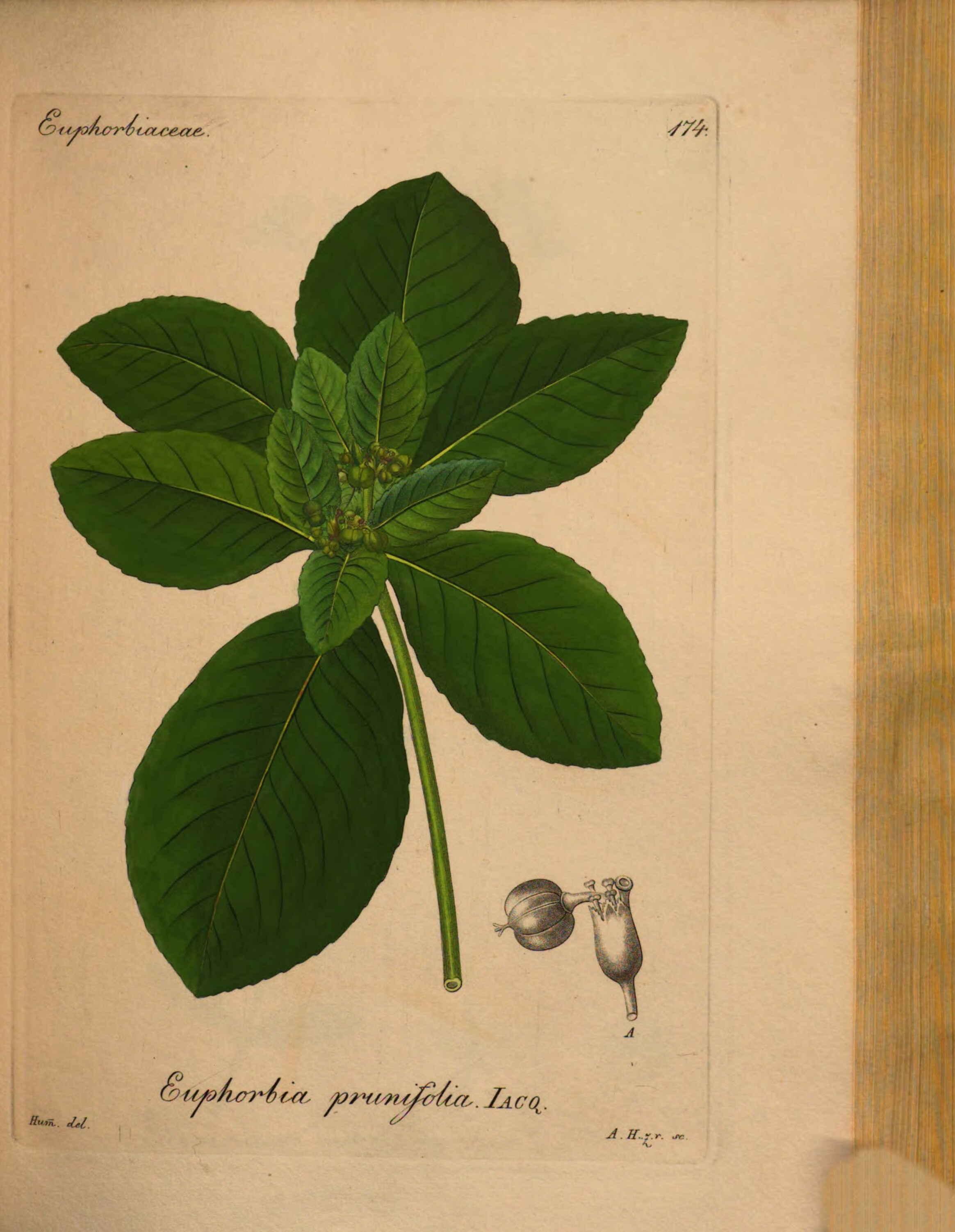 no full size  illustration available (3a)