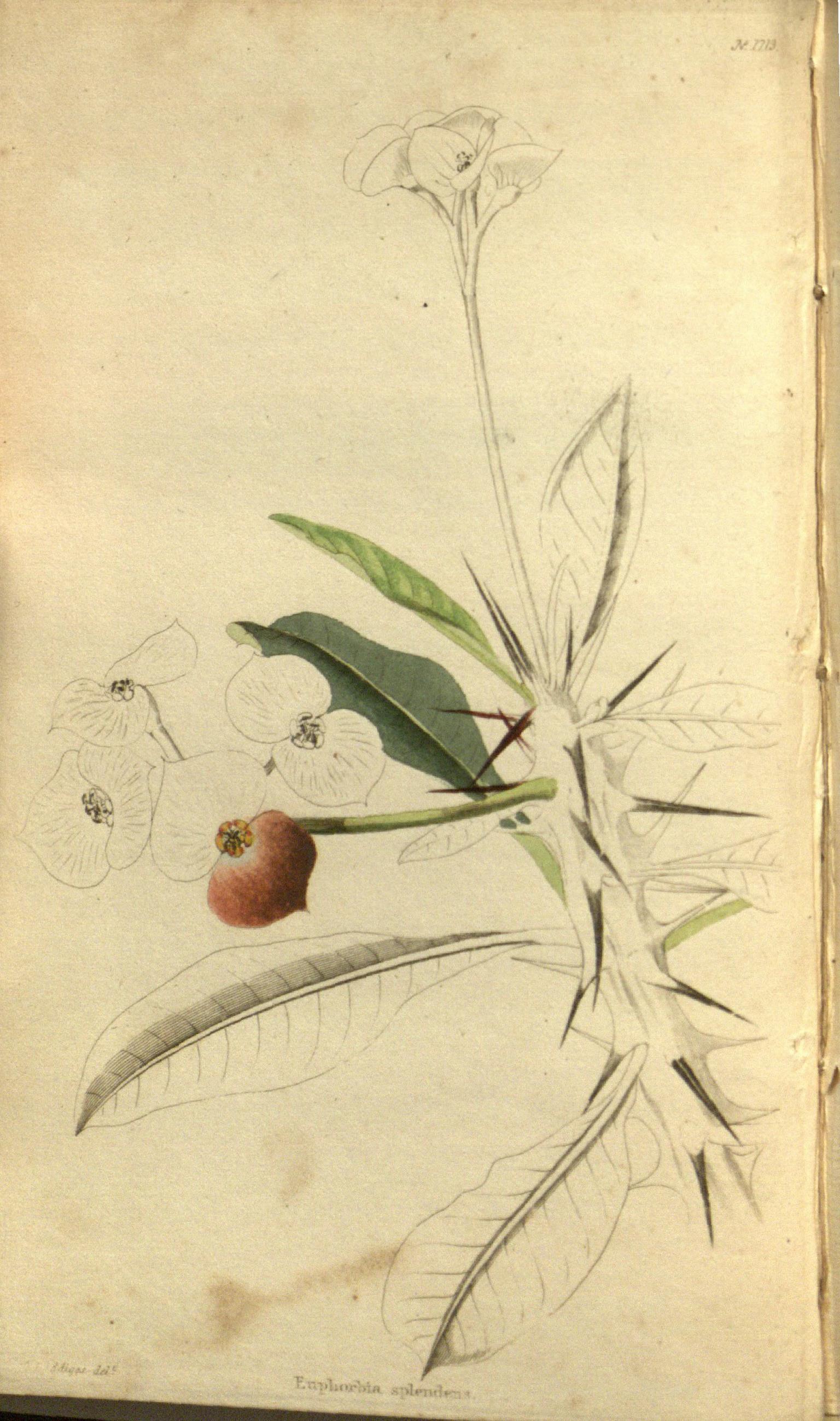 no full size  illustration available (3a)