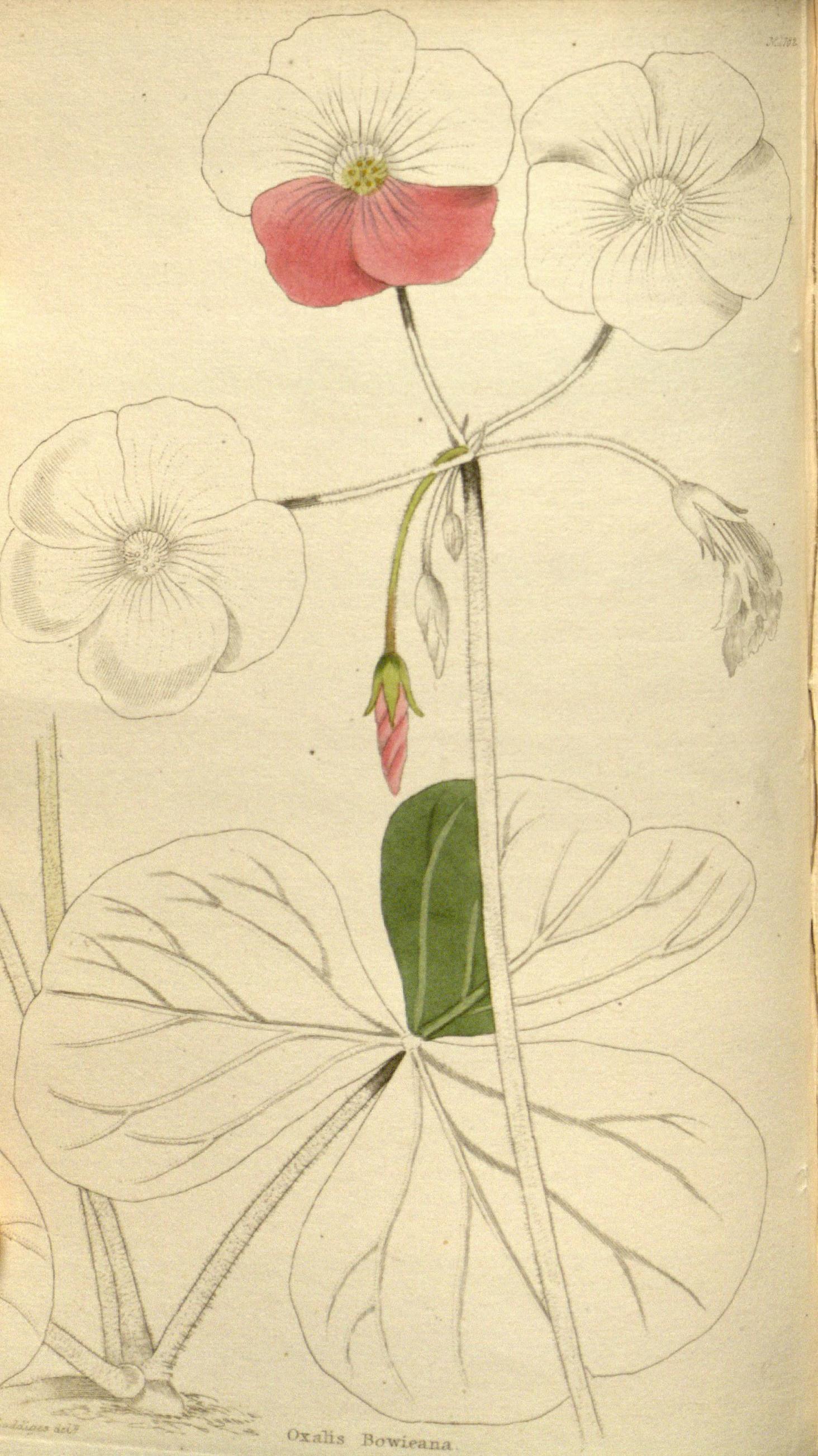 no full size  illustration available (3a)