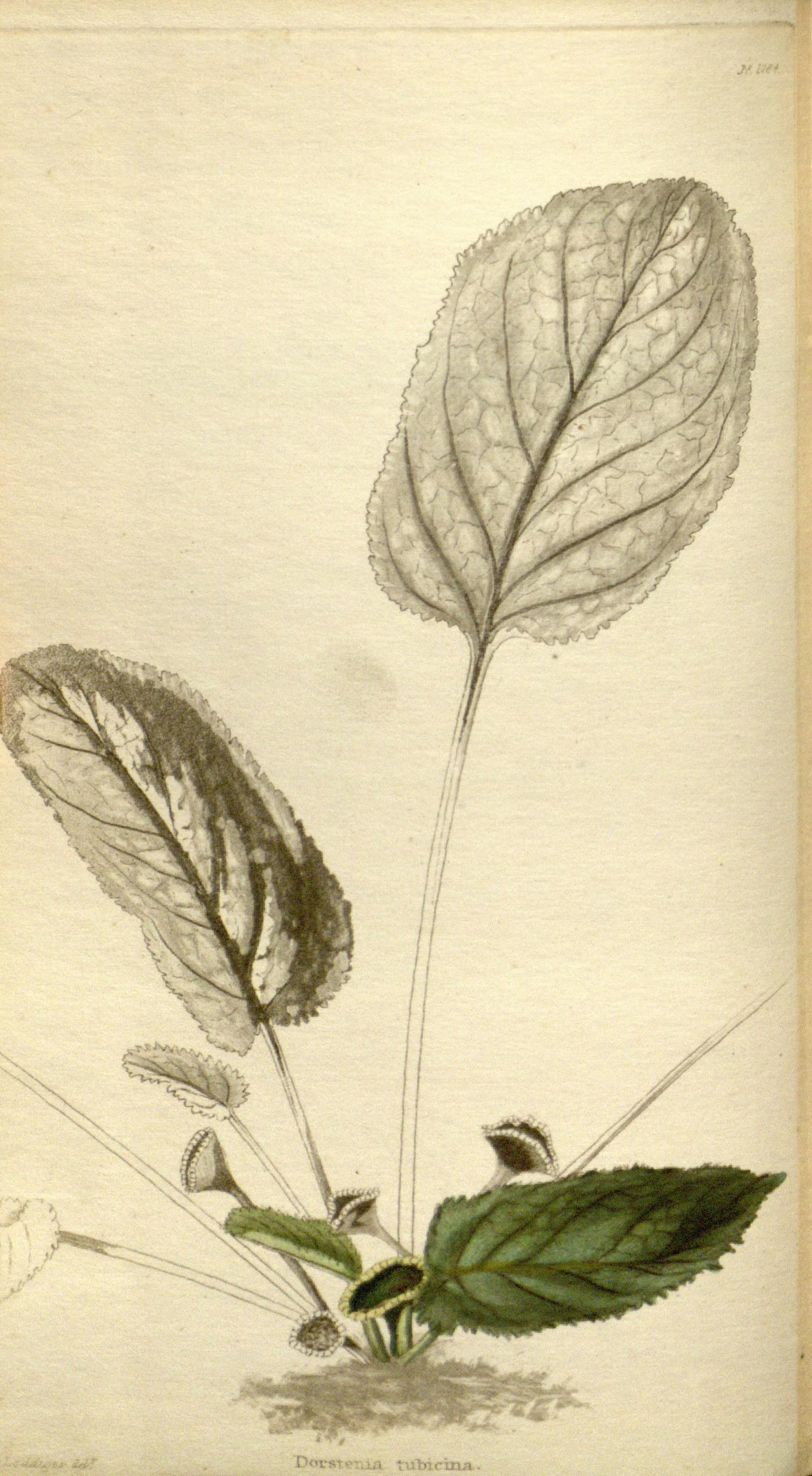 no full size  illustration available (3a)