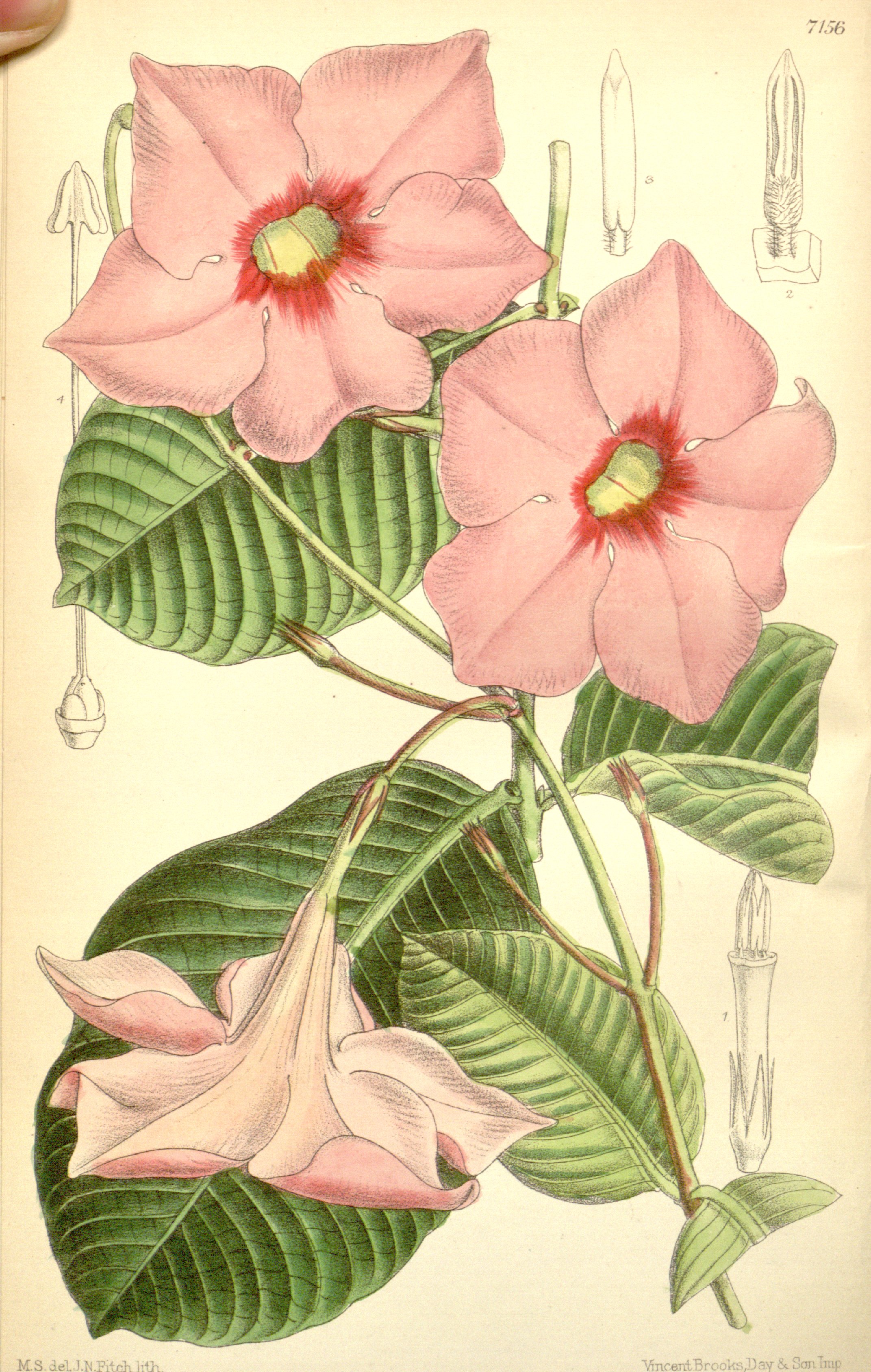 no full size  illustration available (3a)