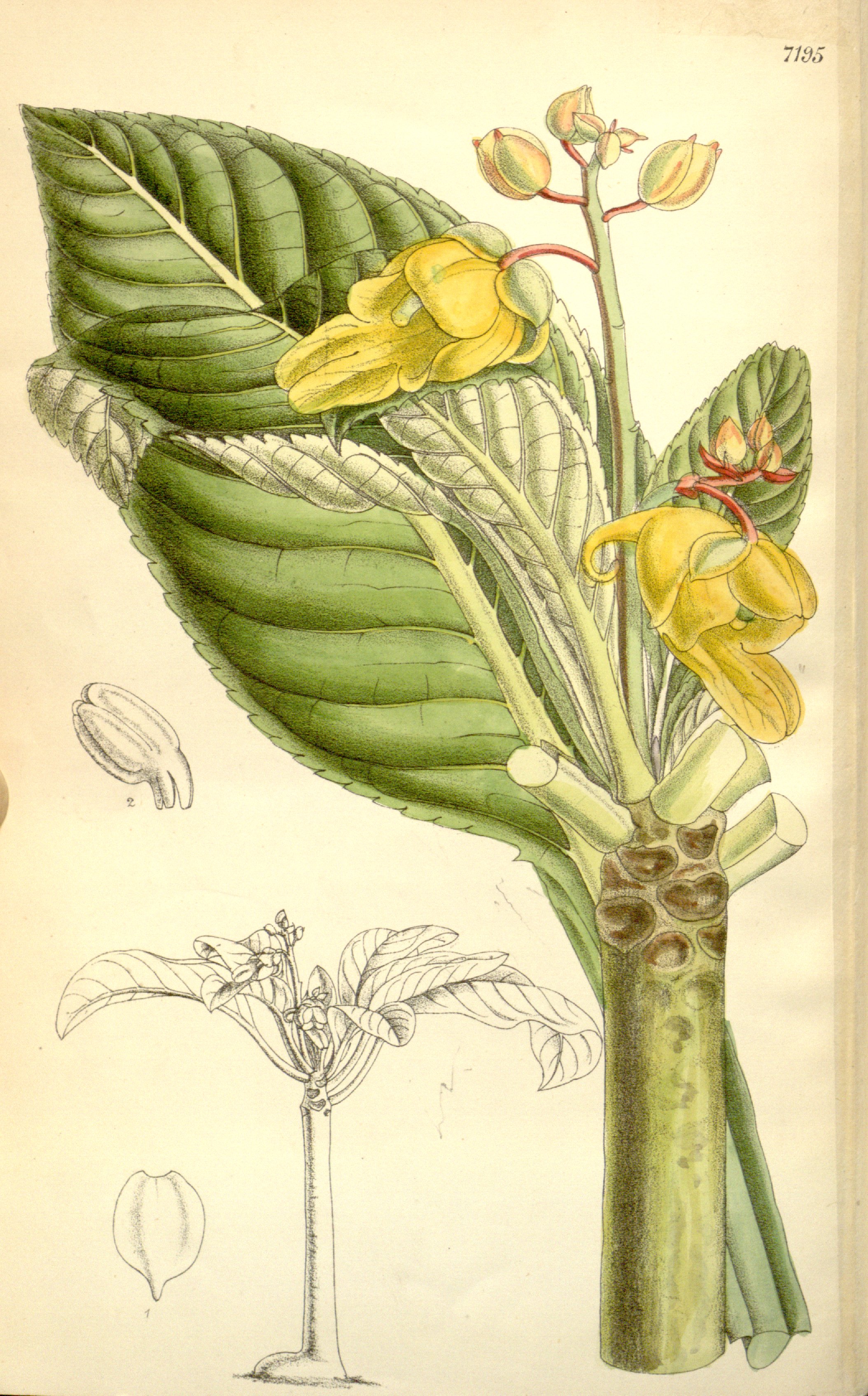 no full size  illustration available (3a)