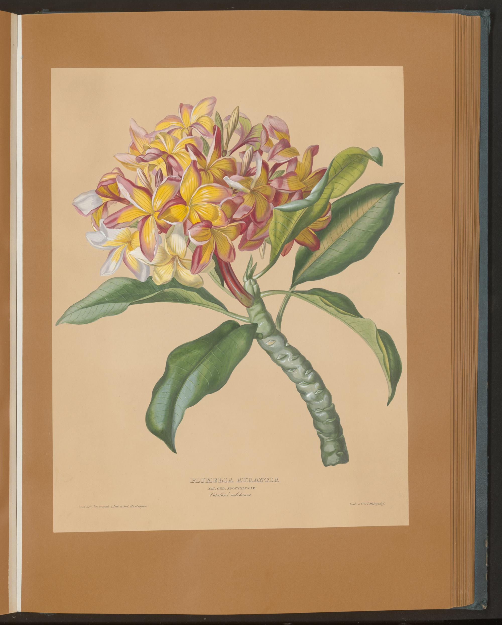 no full size  illustration available (3a)