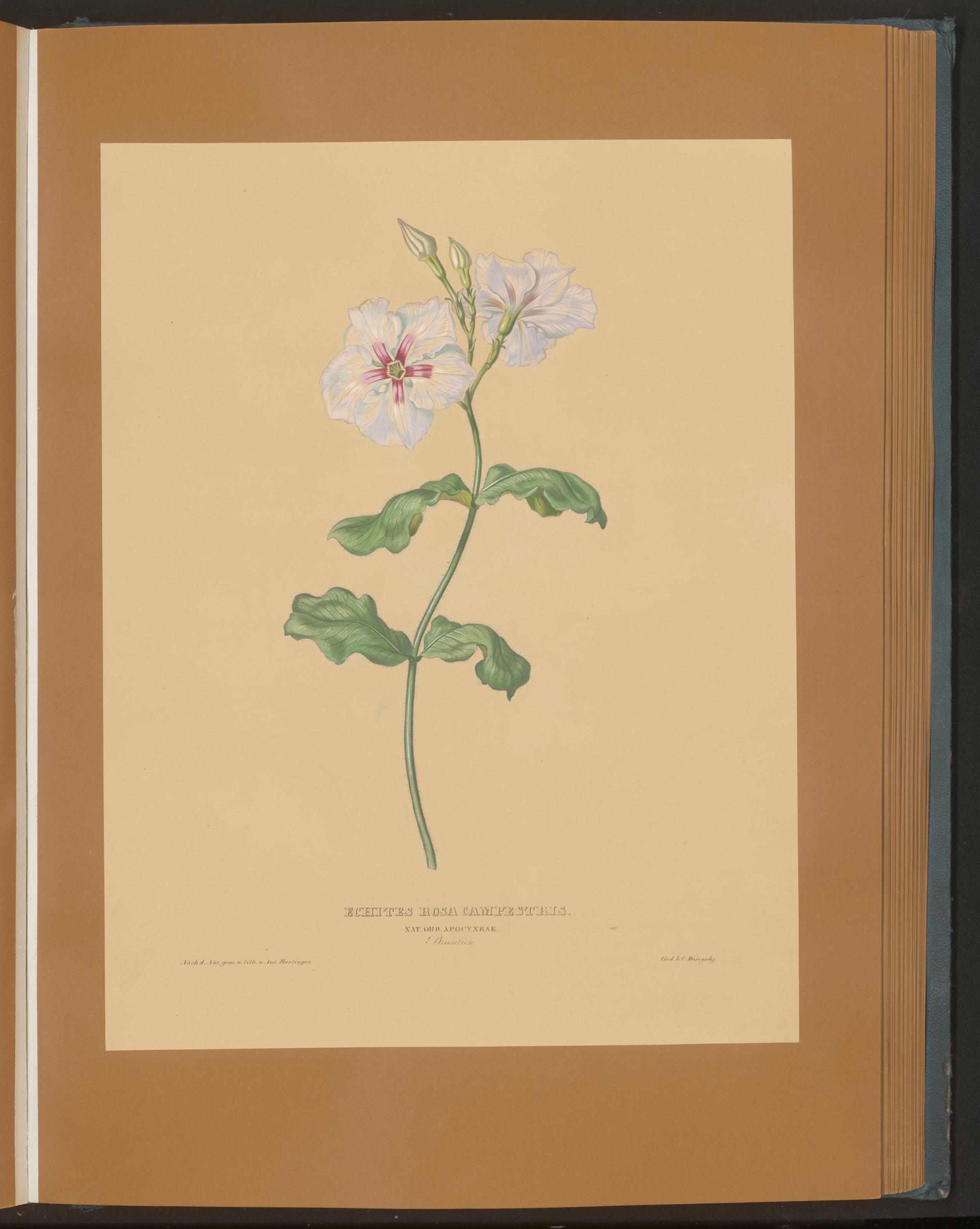 no full size  illustration available (3a)