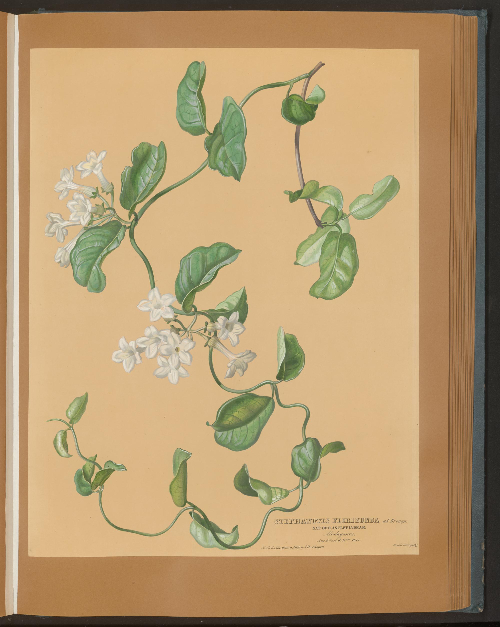 no full size  illustration available (3a)