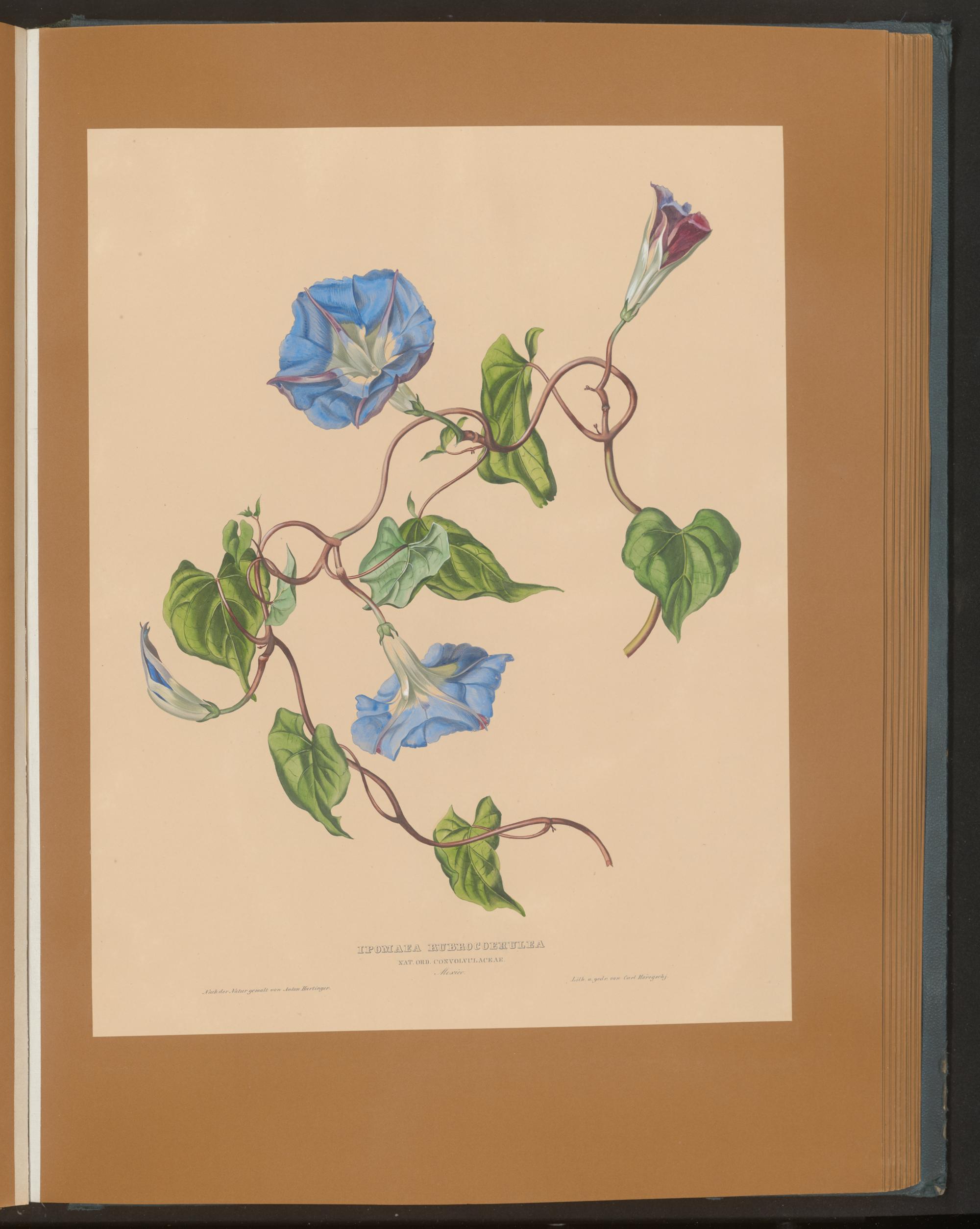 no full size  illustration available (3a)