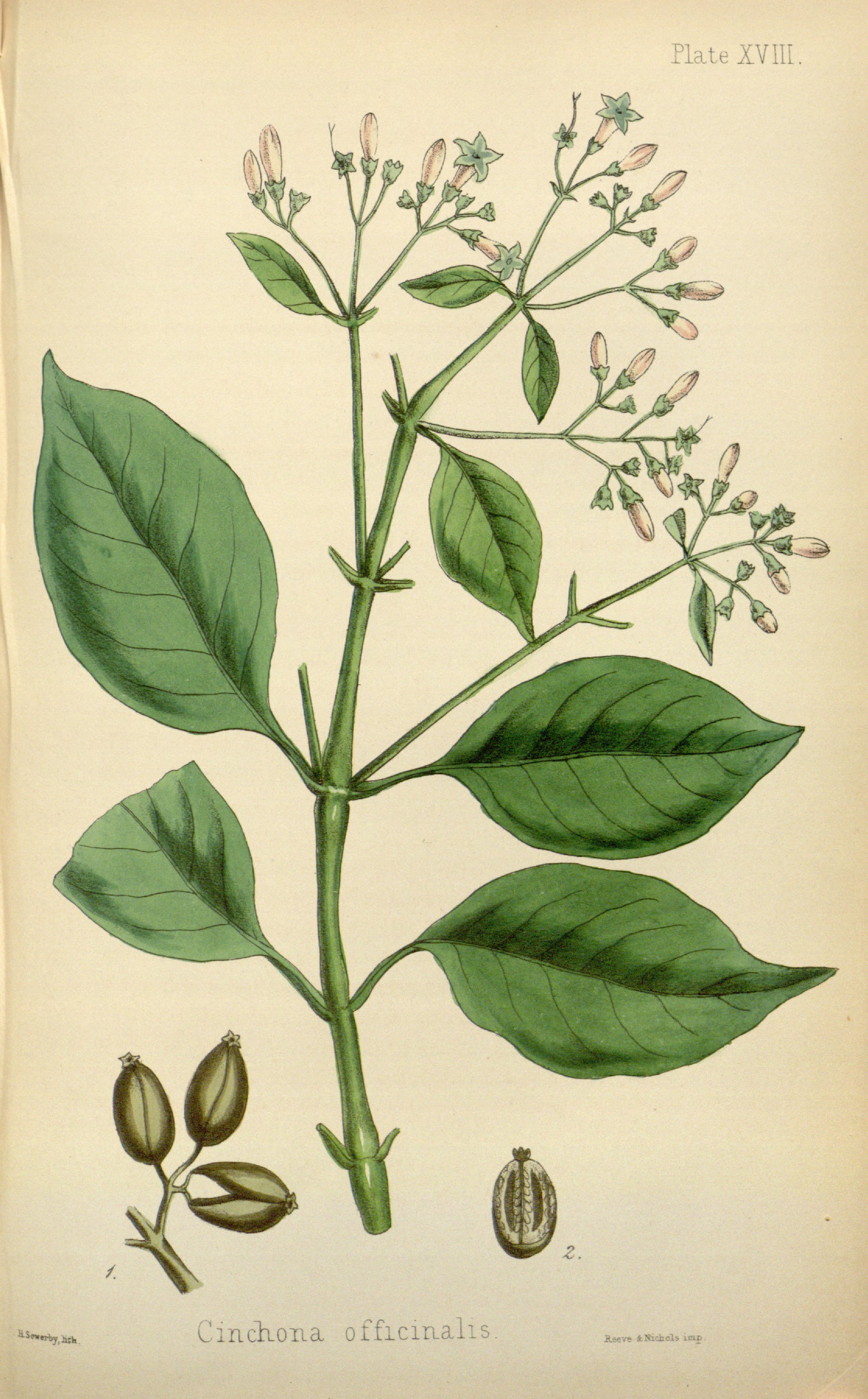 no full size  illustration available (3a)