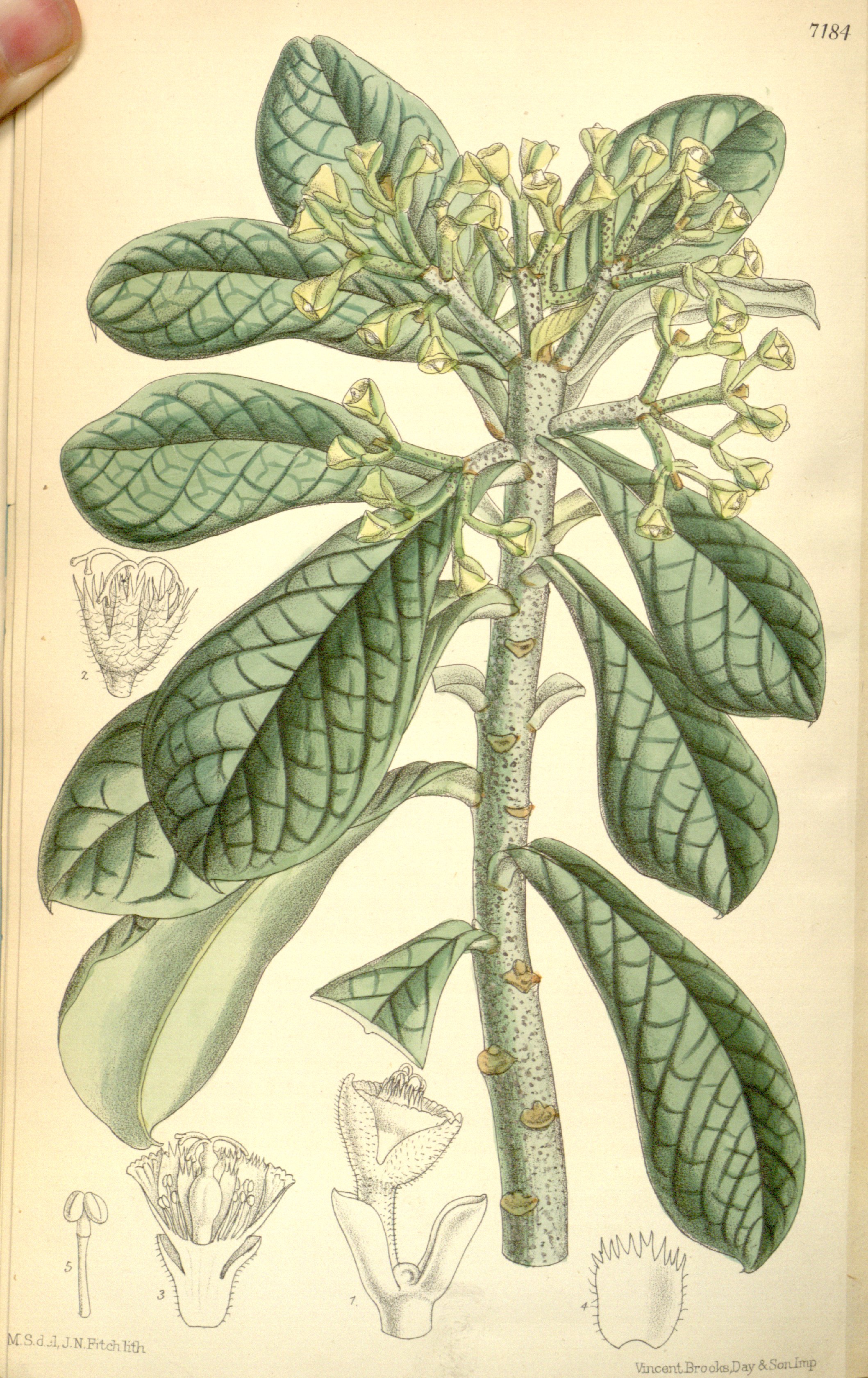 no full size  illustration available (3a)