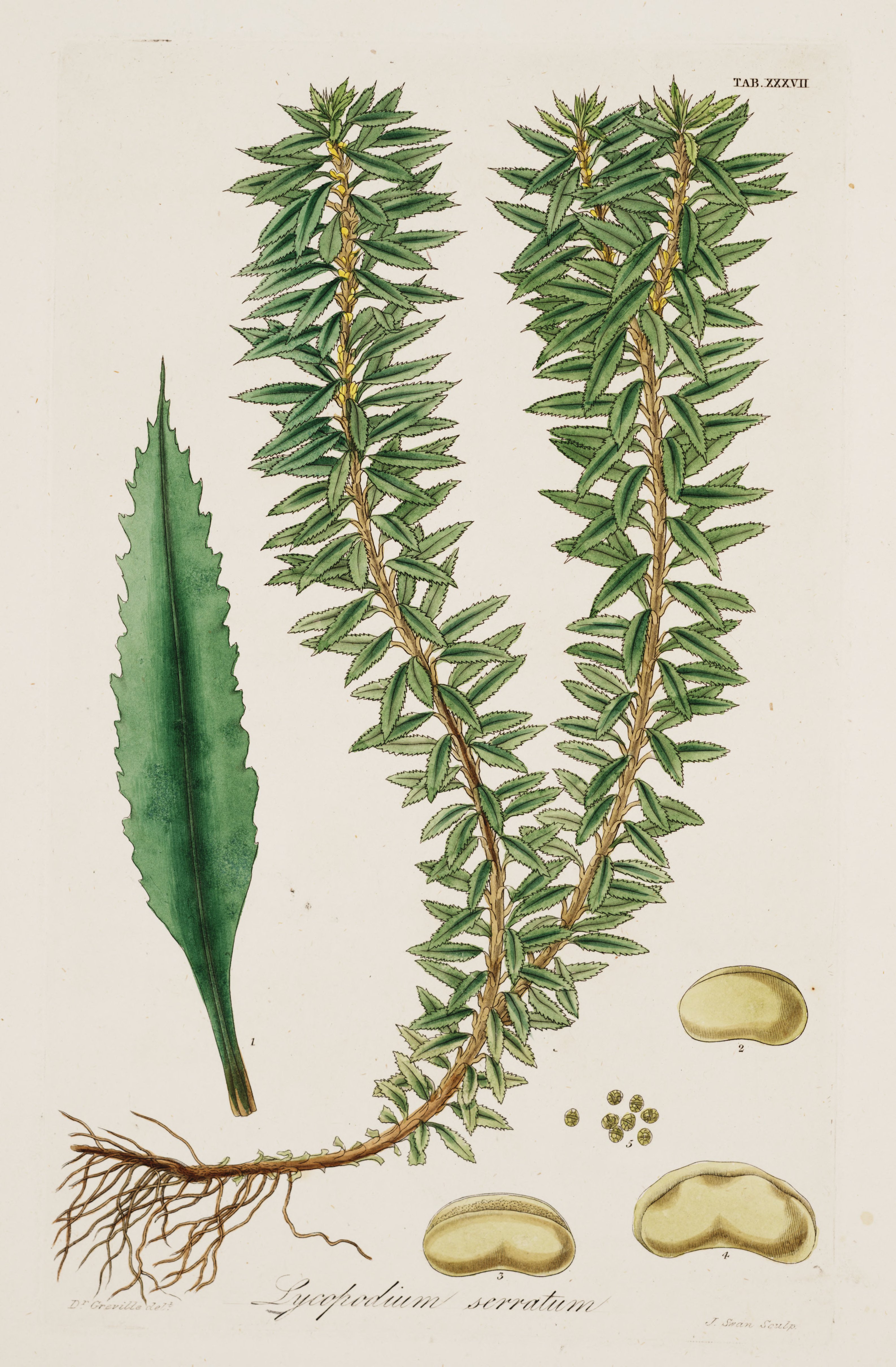 no full size  illustration available (3a)