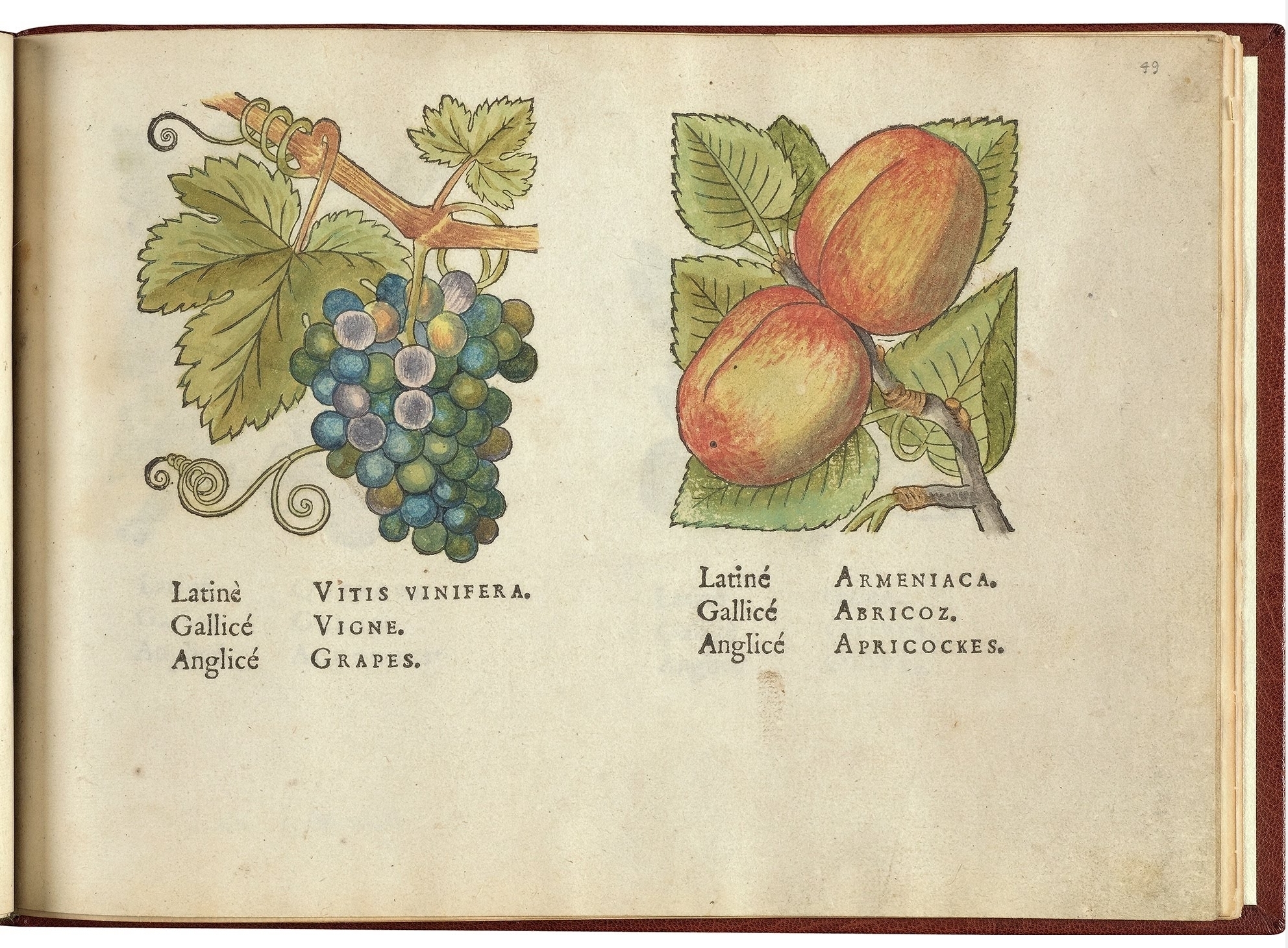 no full size  illustration available (3a)