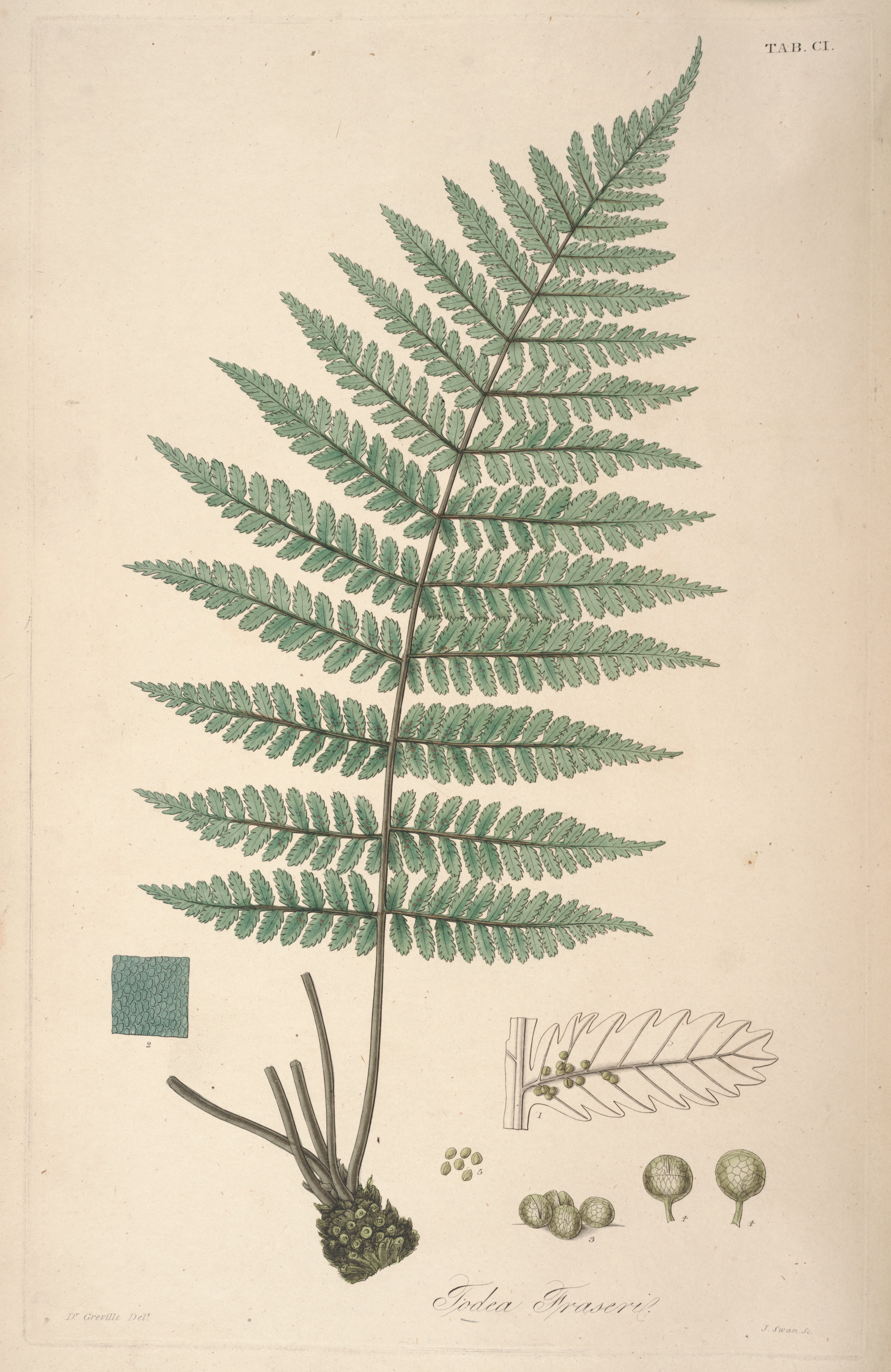 no full size  illustration available (3a)