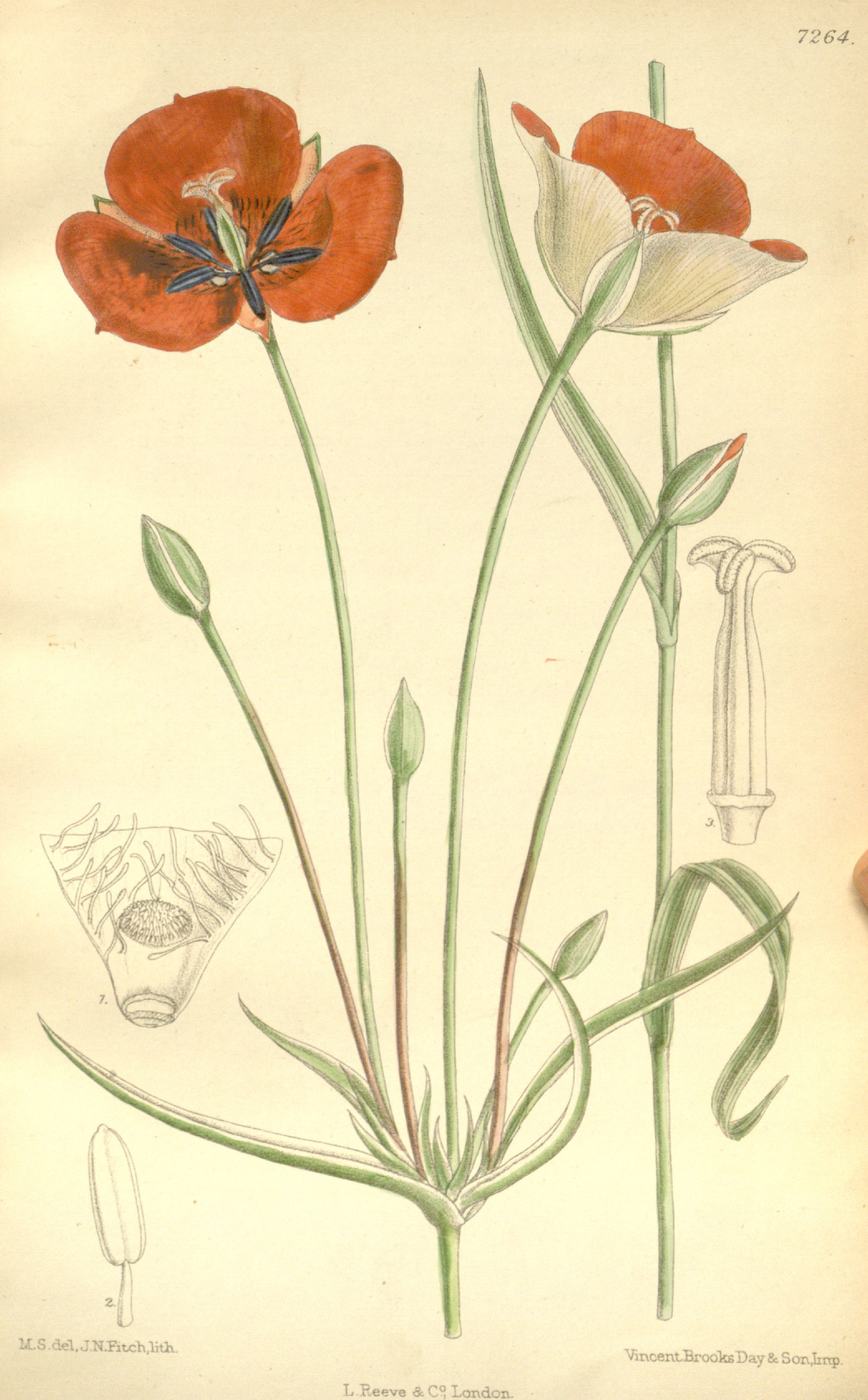 no full size  illustration available (3a)