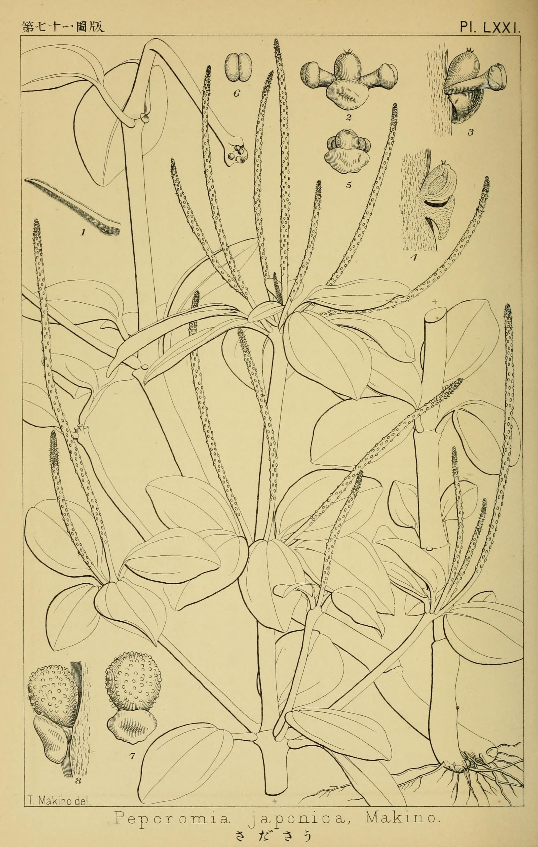 no full size  illustration available (3a)