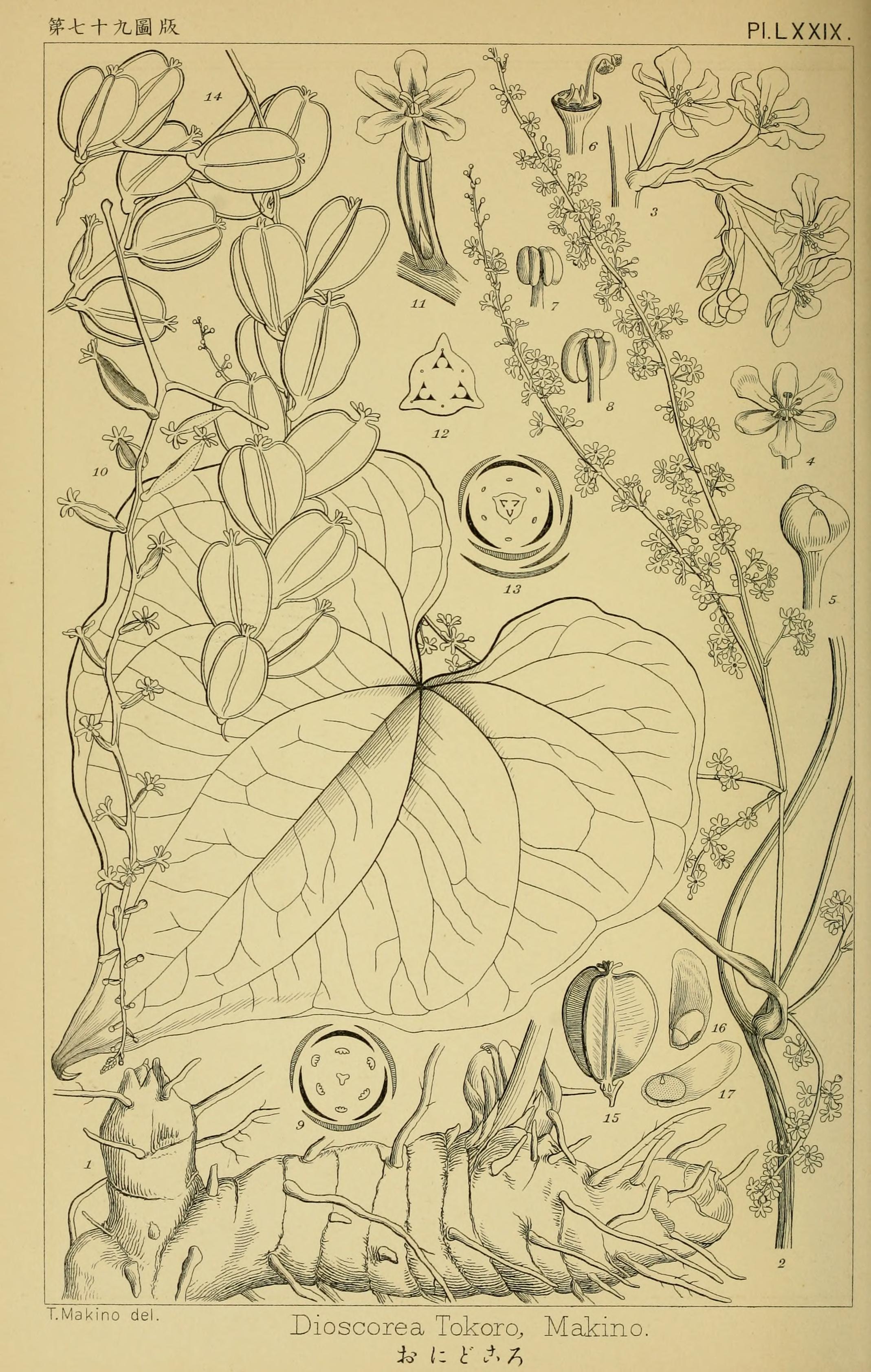 no full size  illustration available (3a)