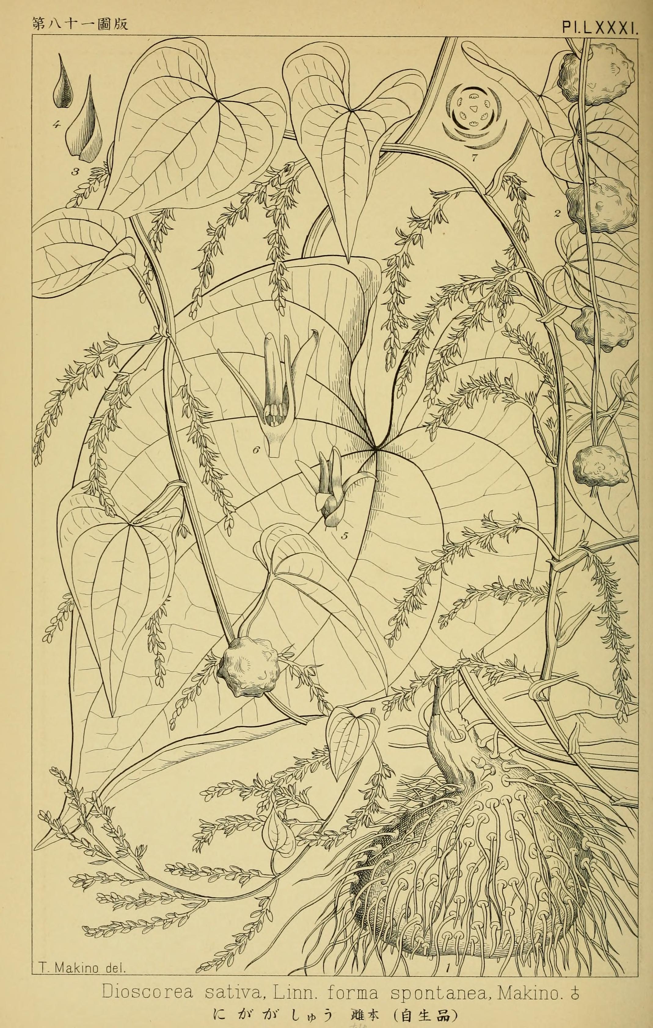 no full size  illustration available (3a)