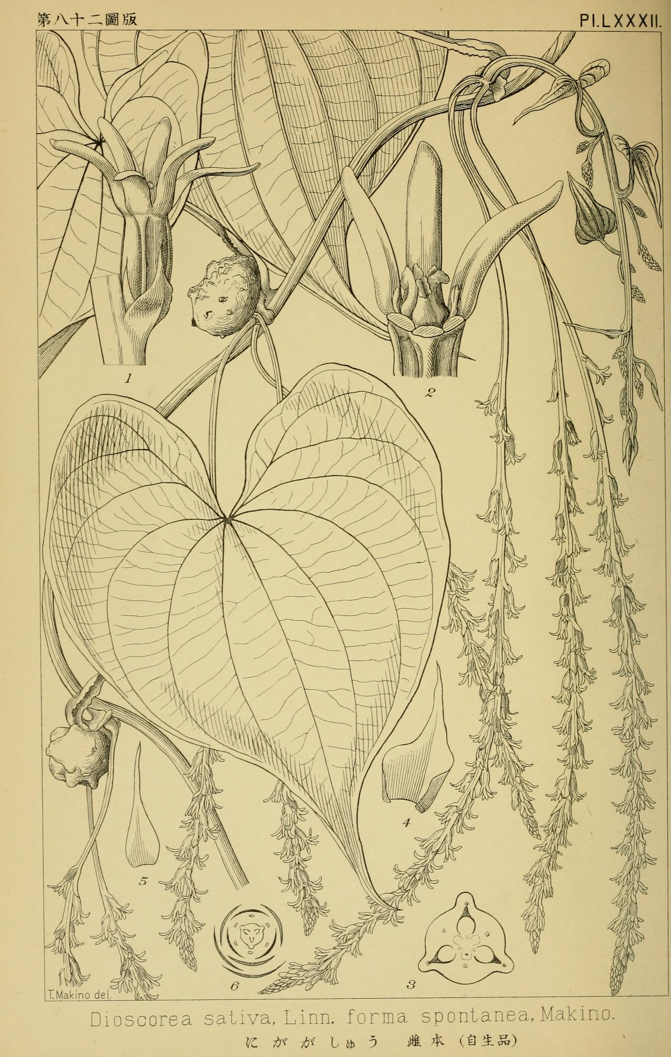 no full size  illustration available (3a)