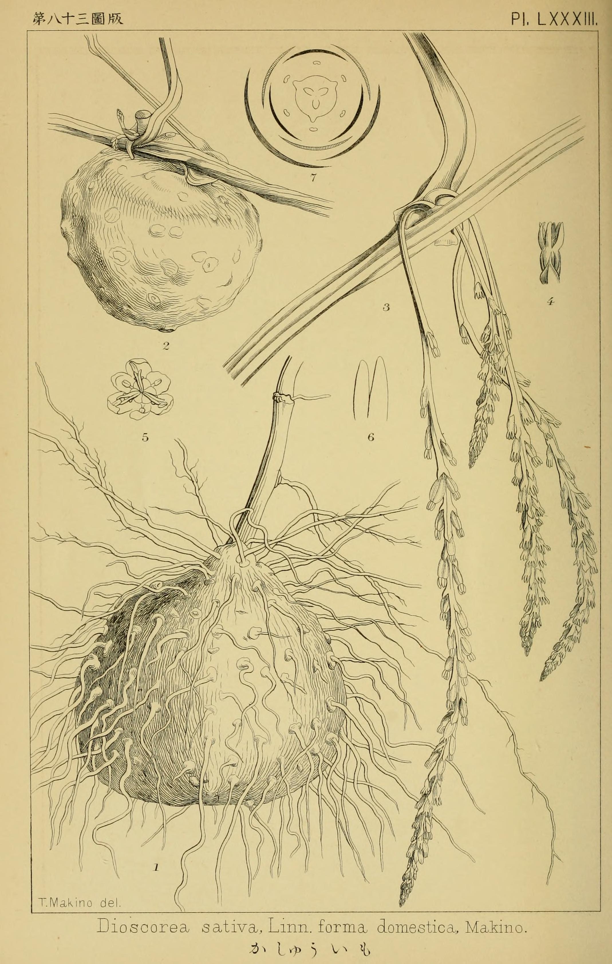 no full size  illustration available (3a)