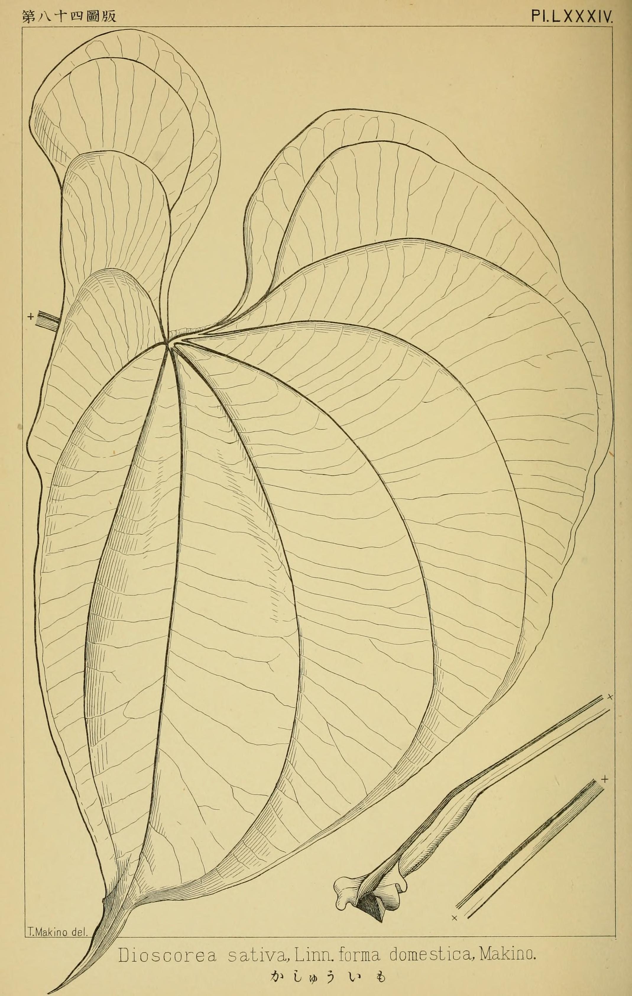 no full size  illustration available (3a)