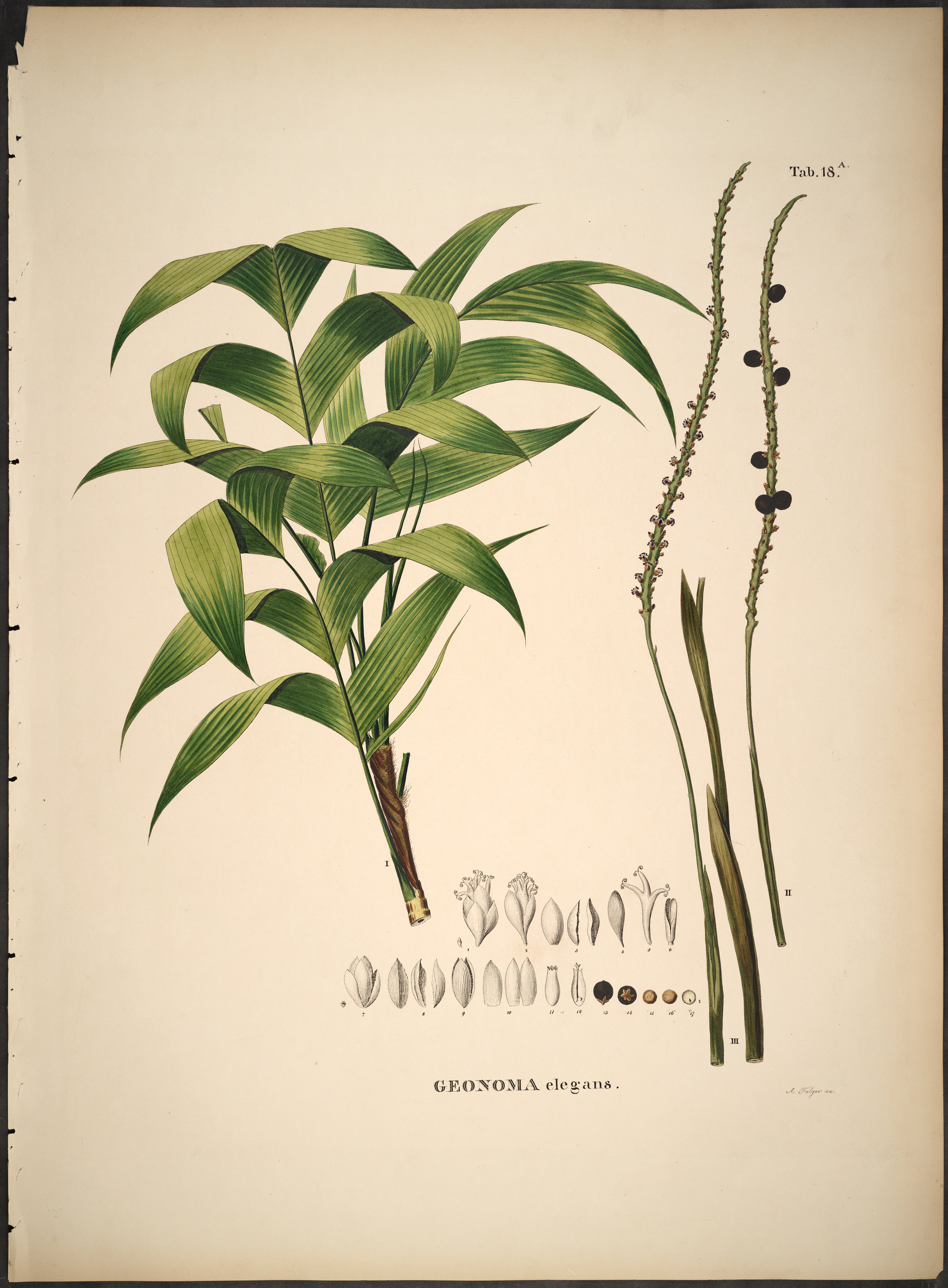 no full size  illustration available (3a)