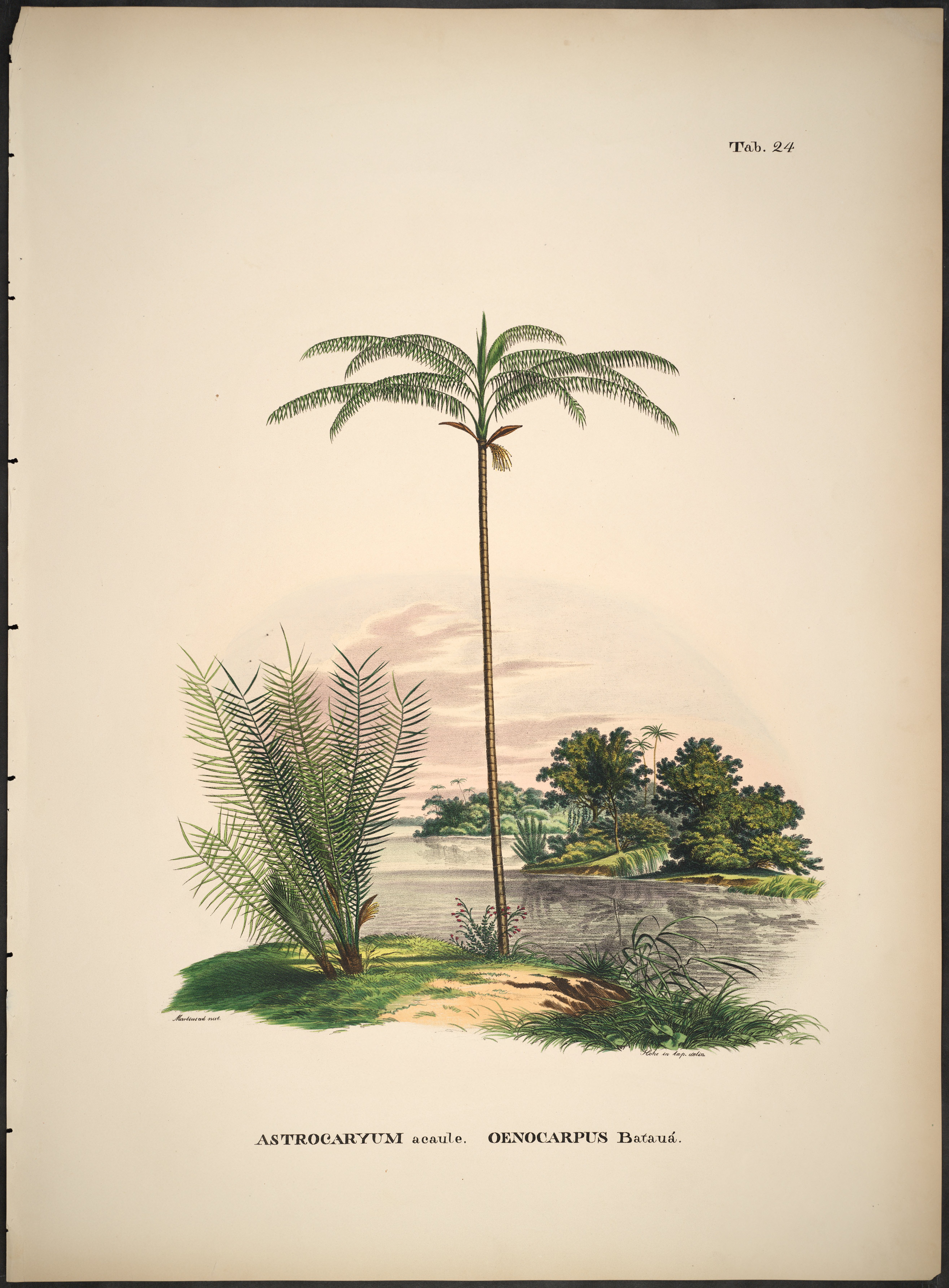 no full size  illustration available (3a)