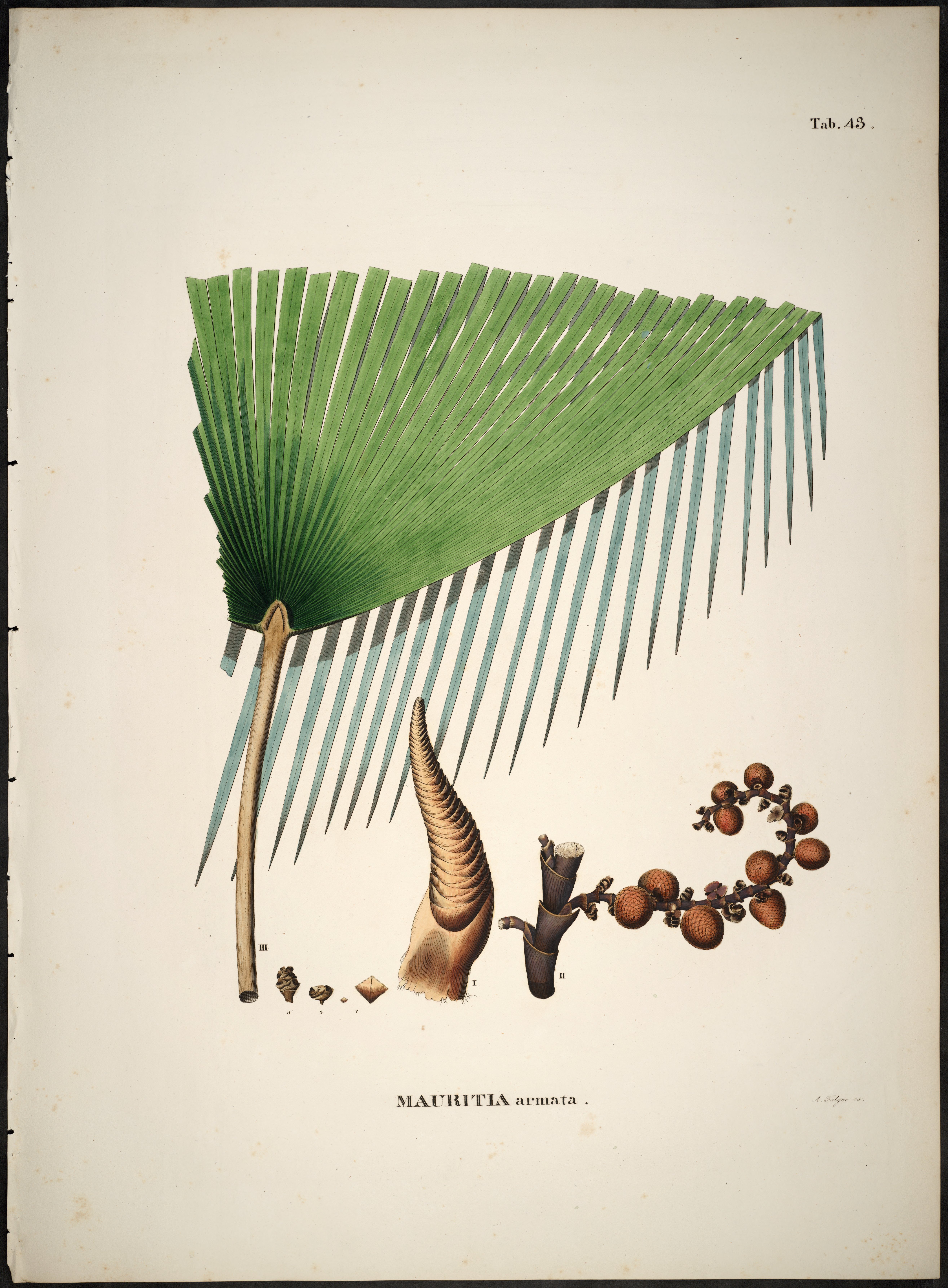 no full size  illustration available (3a)