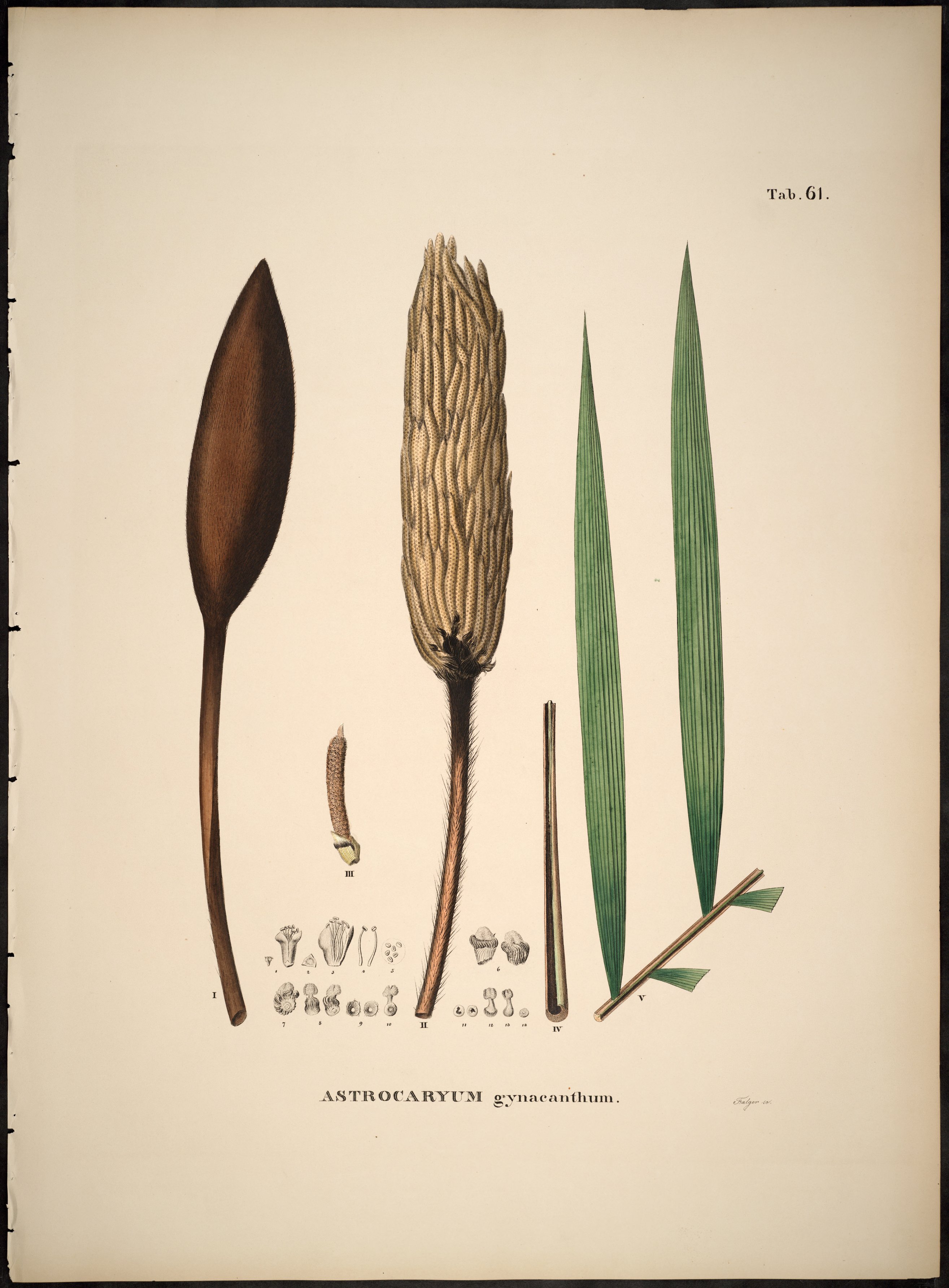 no full size  illustration available (3a)