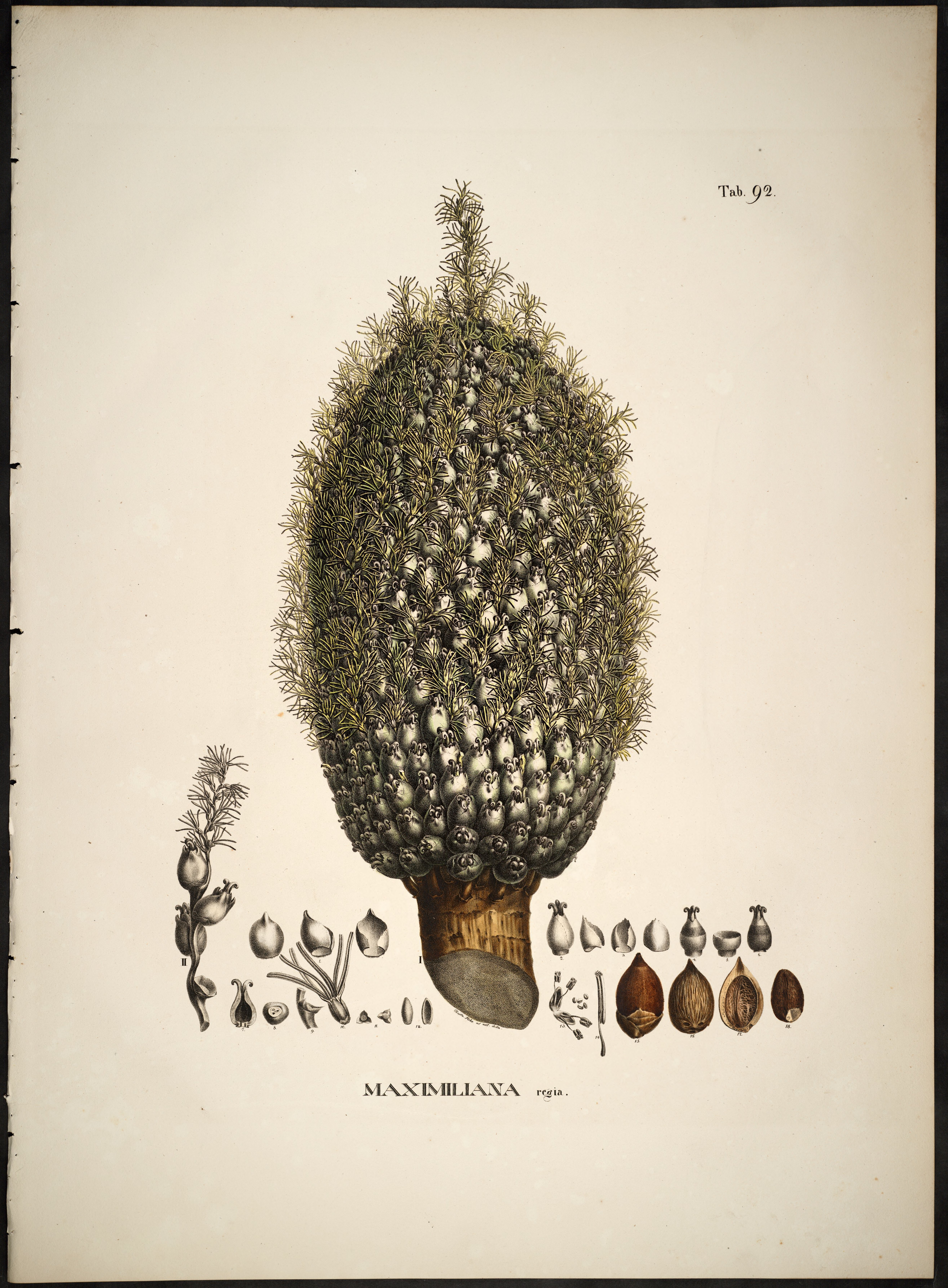 no full size  illustration available (3a)