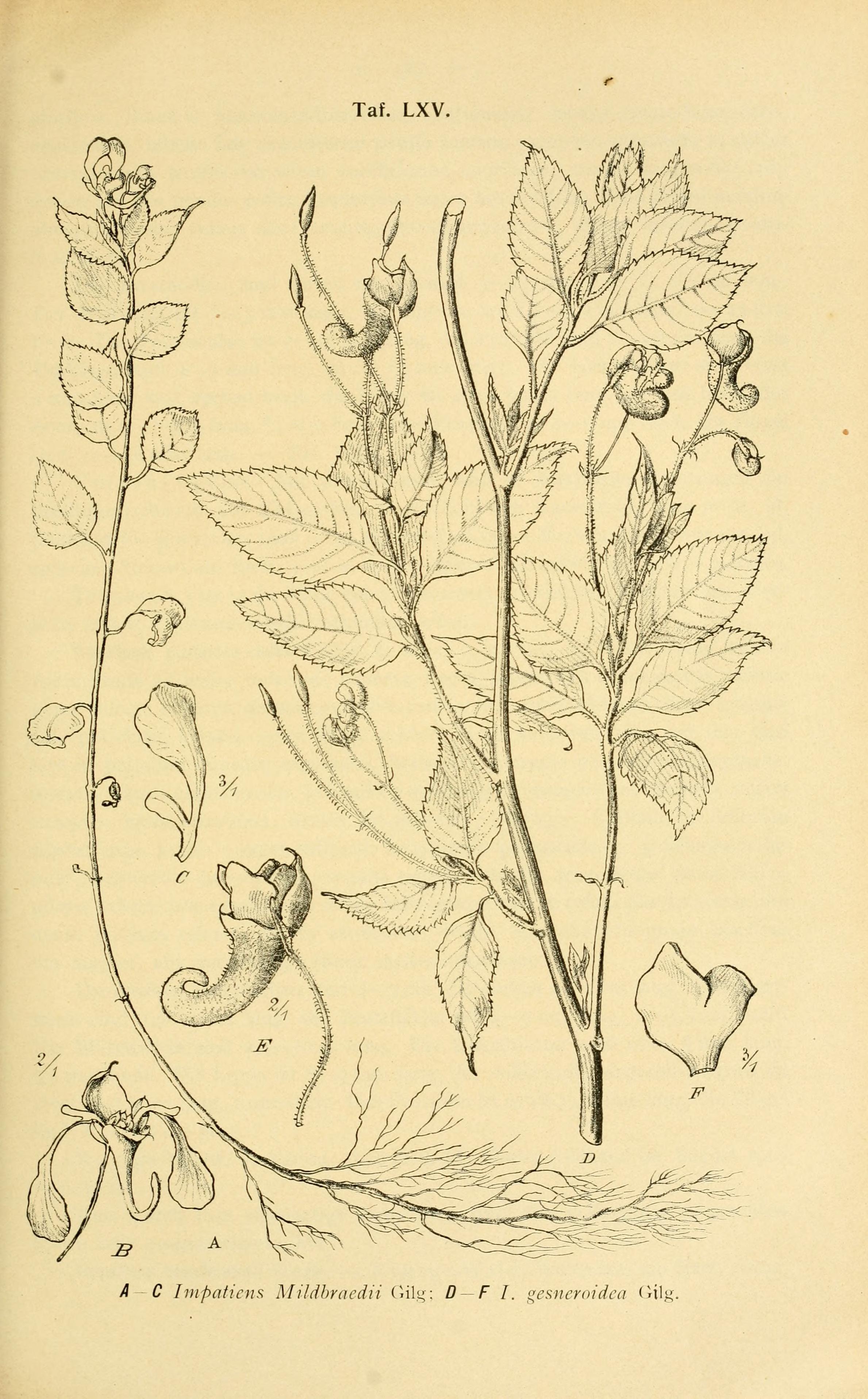 no full size  illustration available (3a)