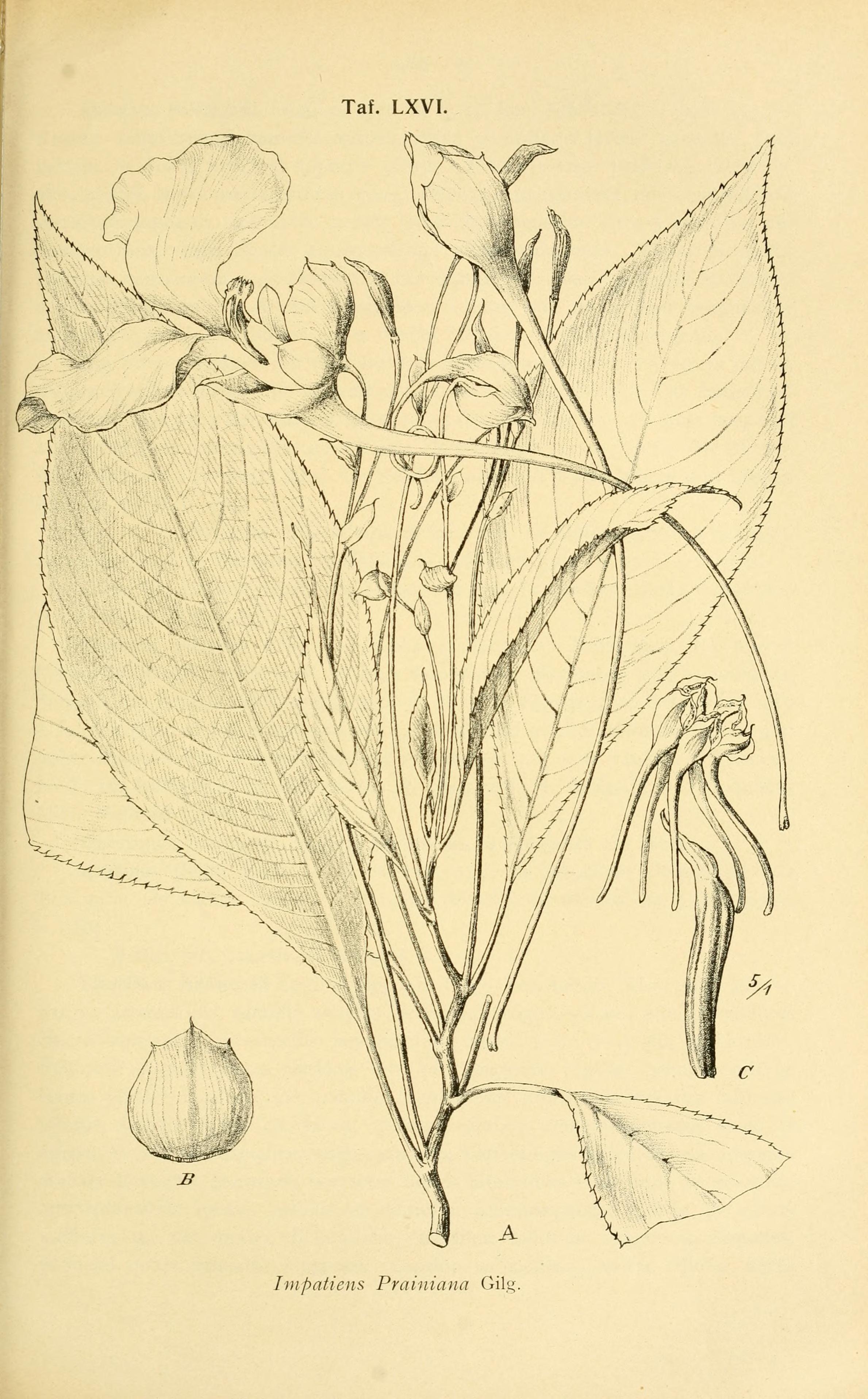 no full size  illustration available (3a)