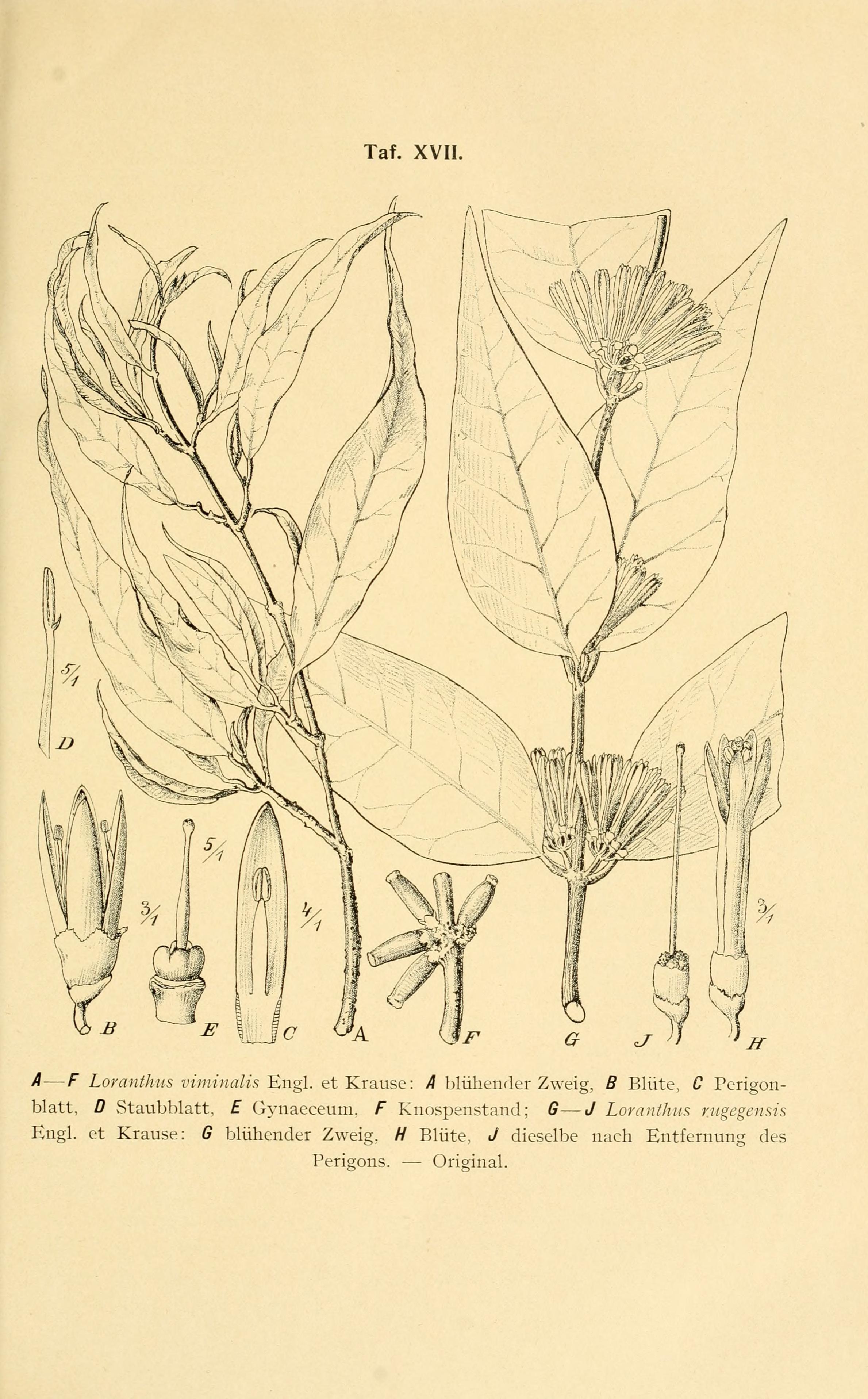 no full size  illustration available (3a)