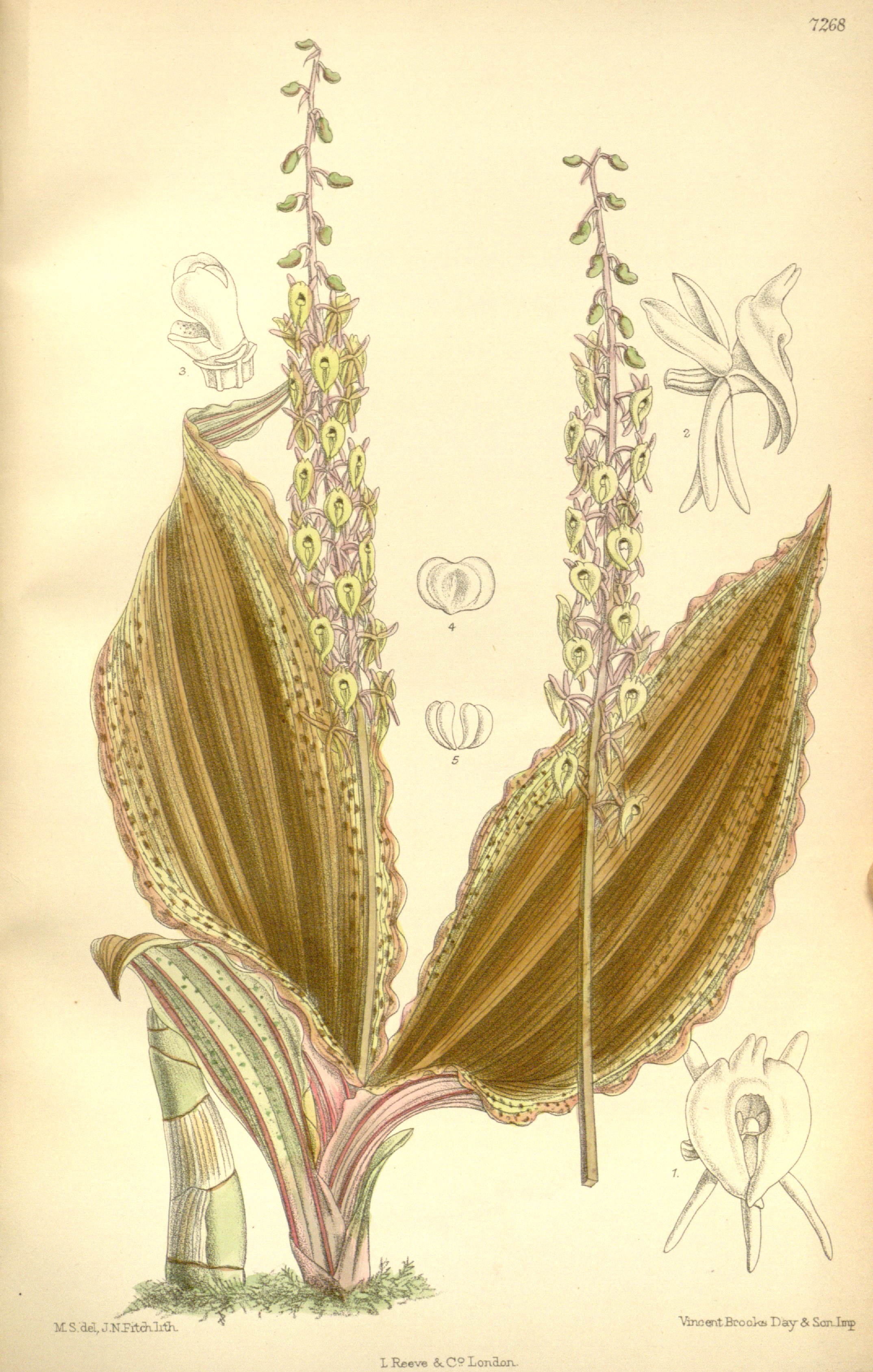 no full size  illustration available (3a)