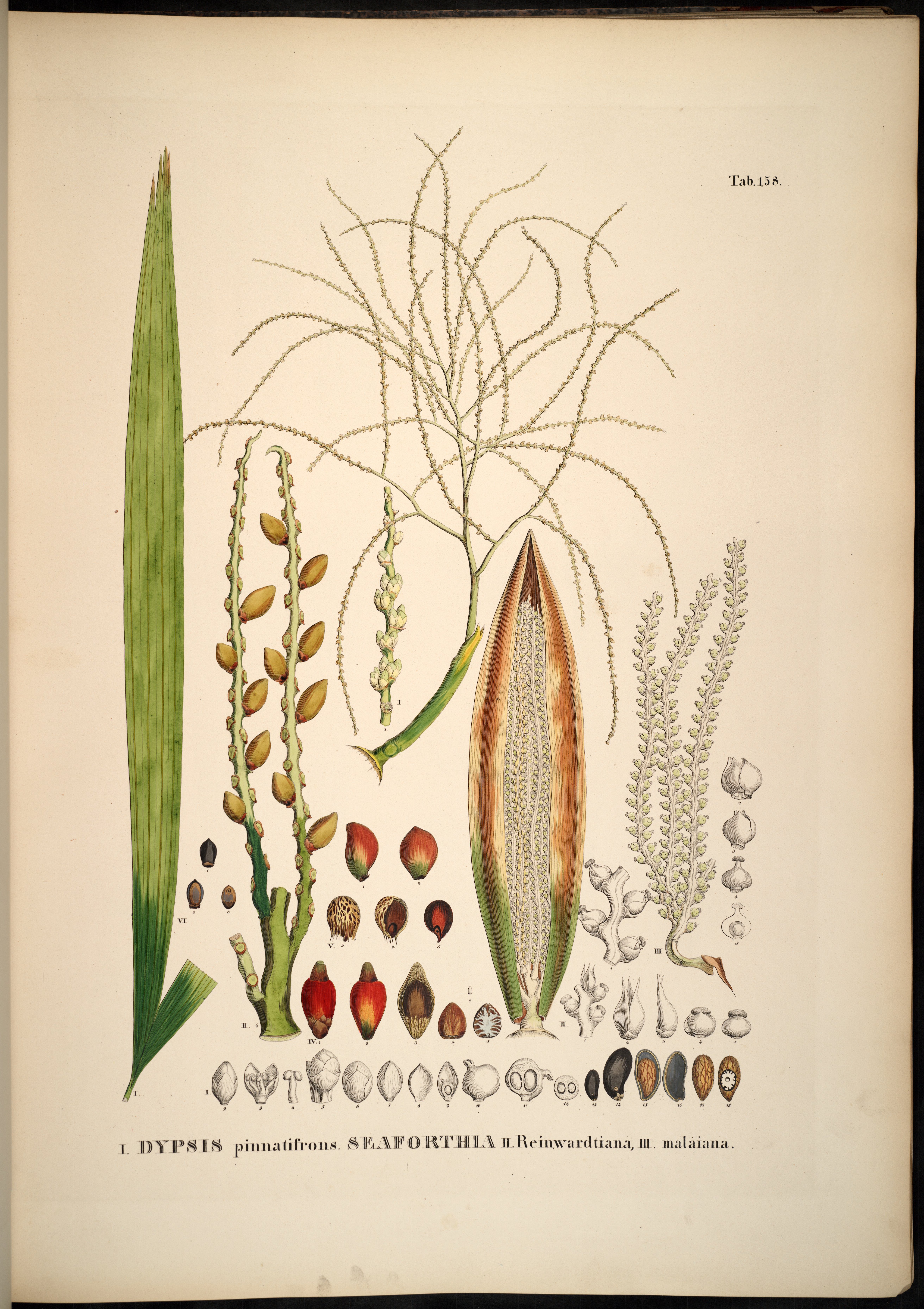 no full size  illustration available (3a)