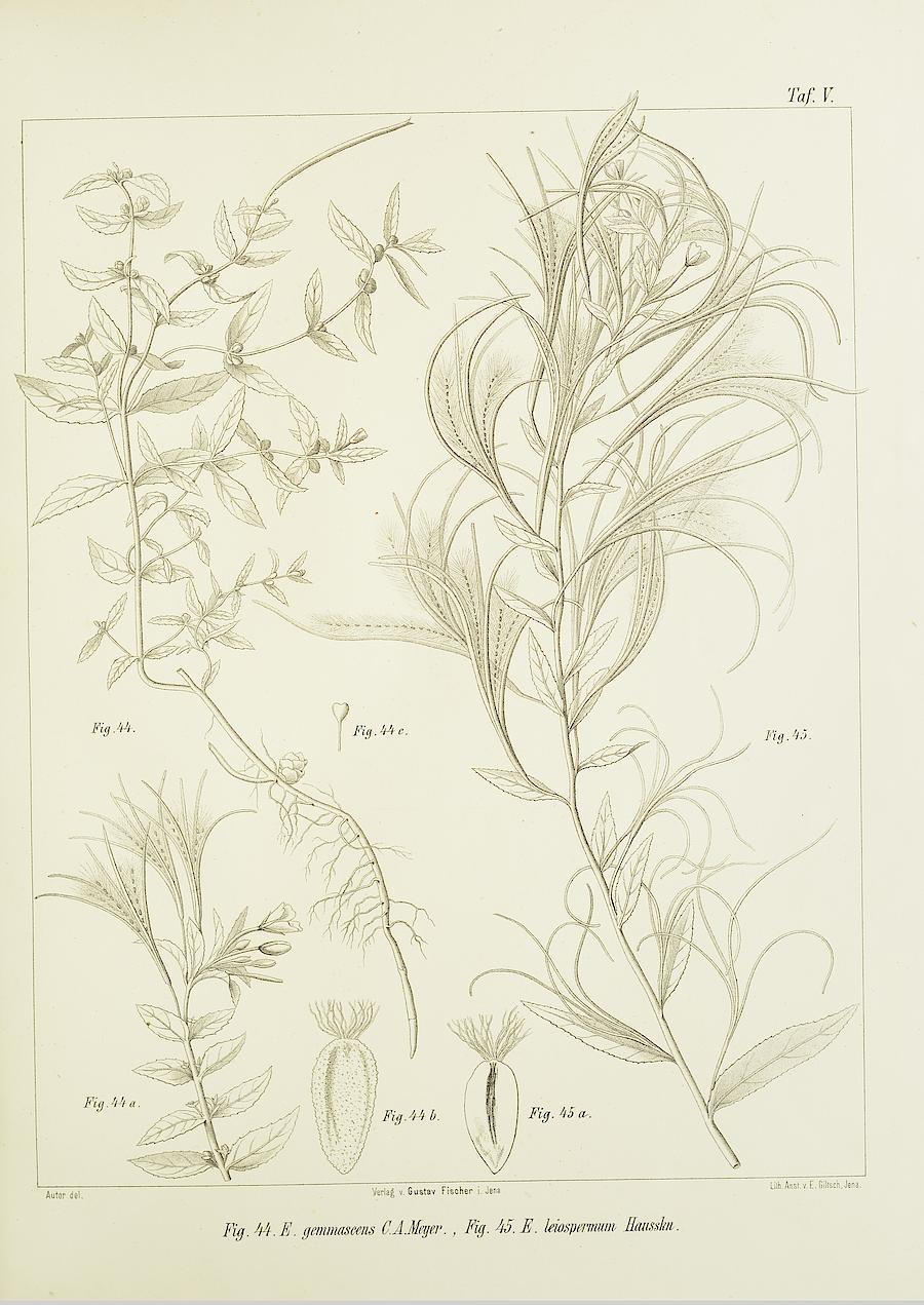 no full size  illustration available (3a)