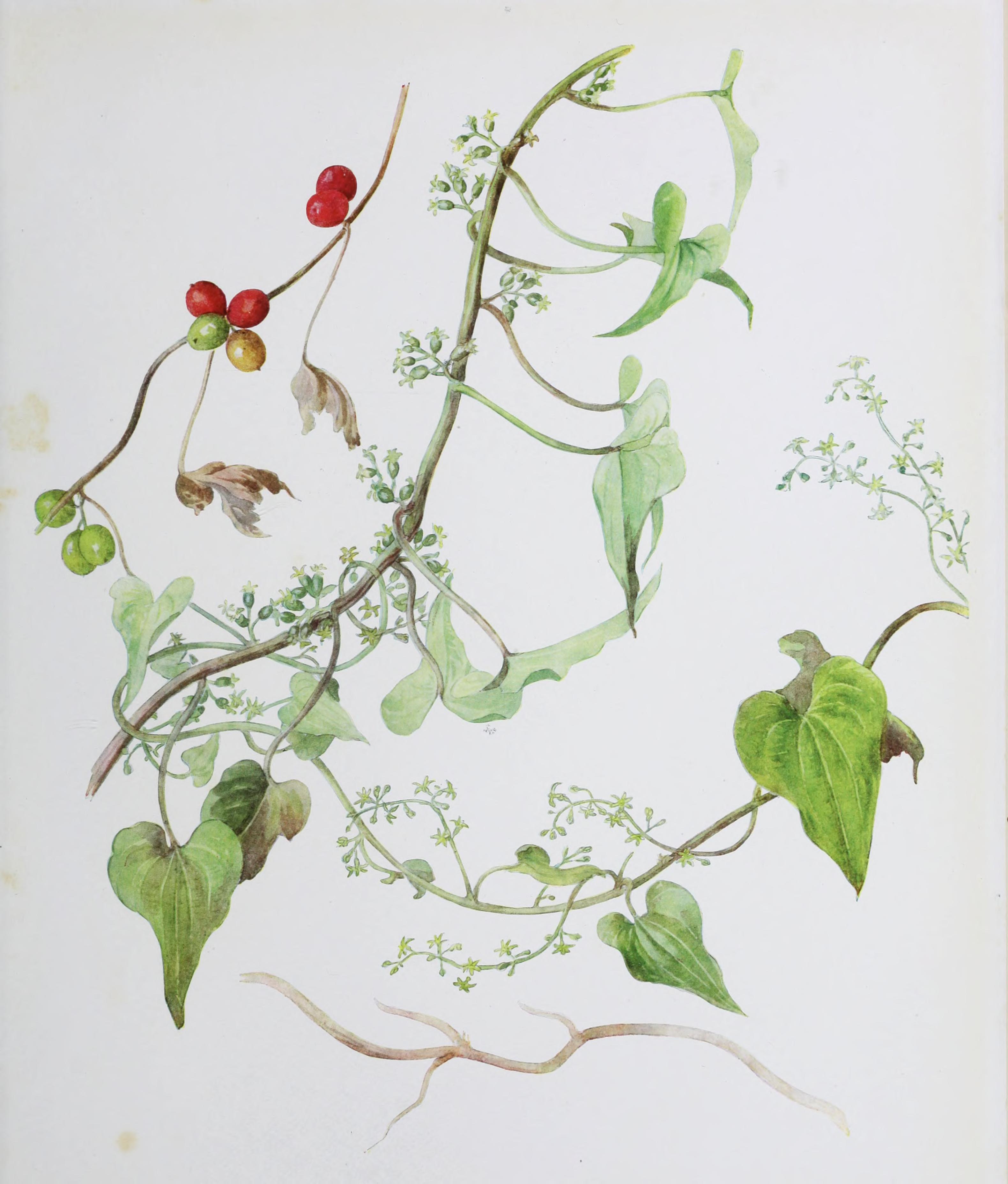 no full size  illustration available (3a)