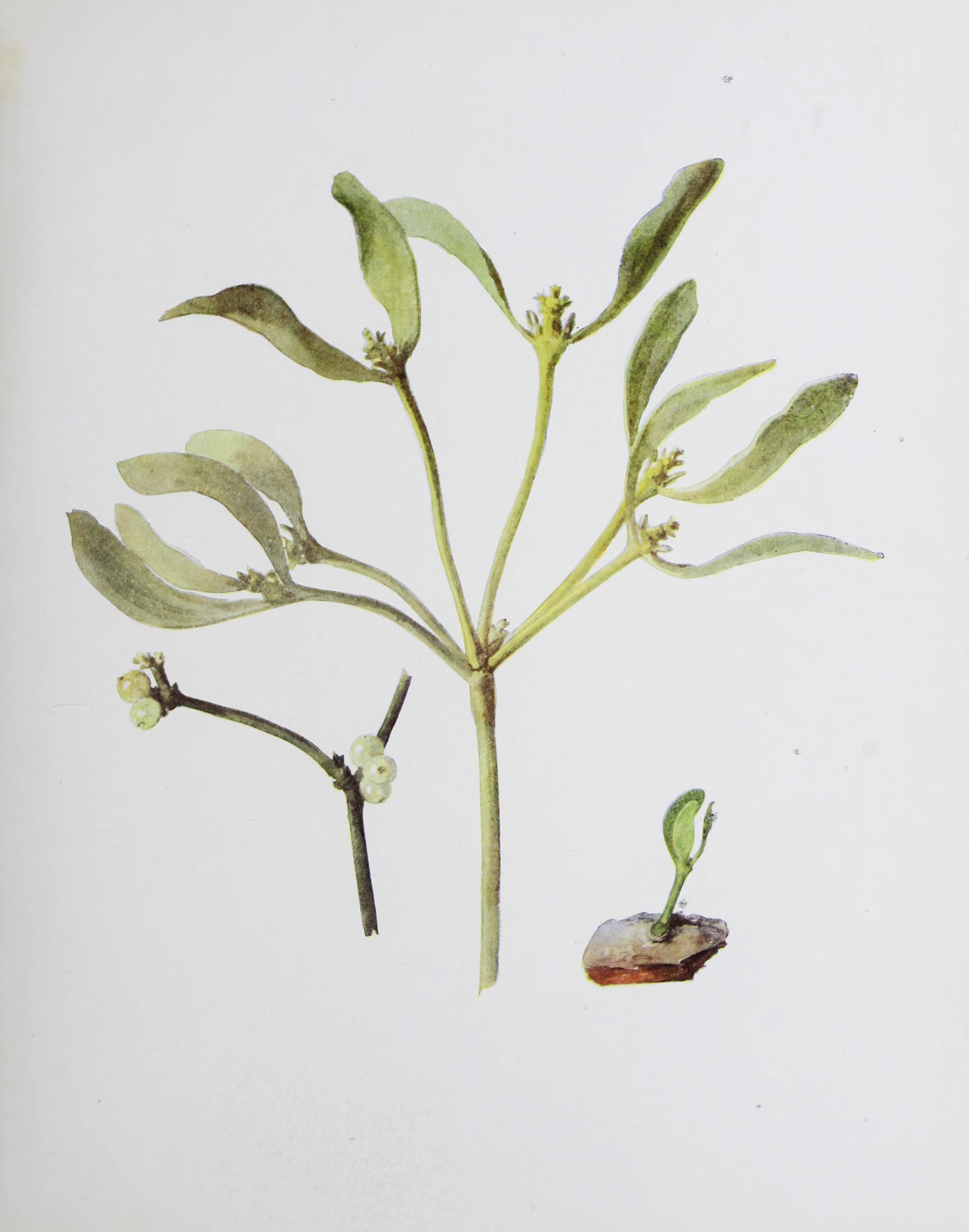 no full size  illustration available (3a)